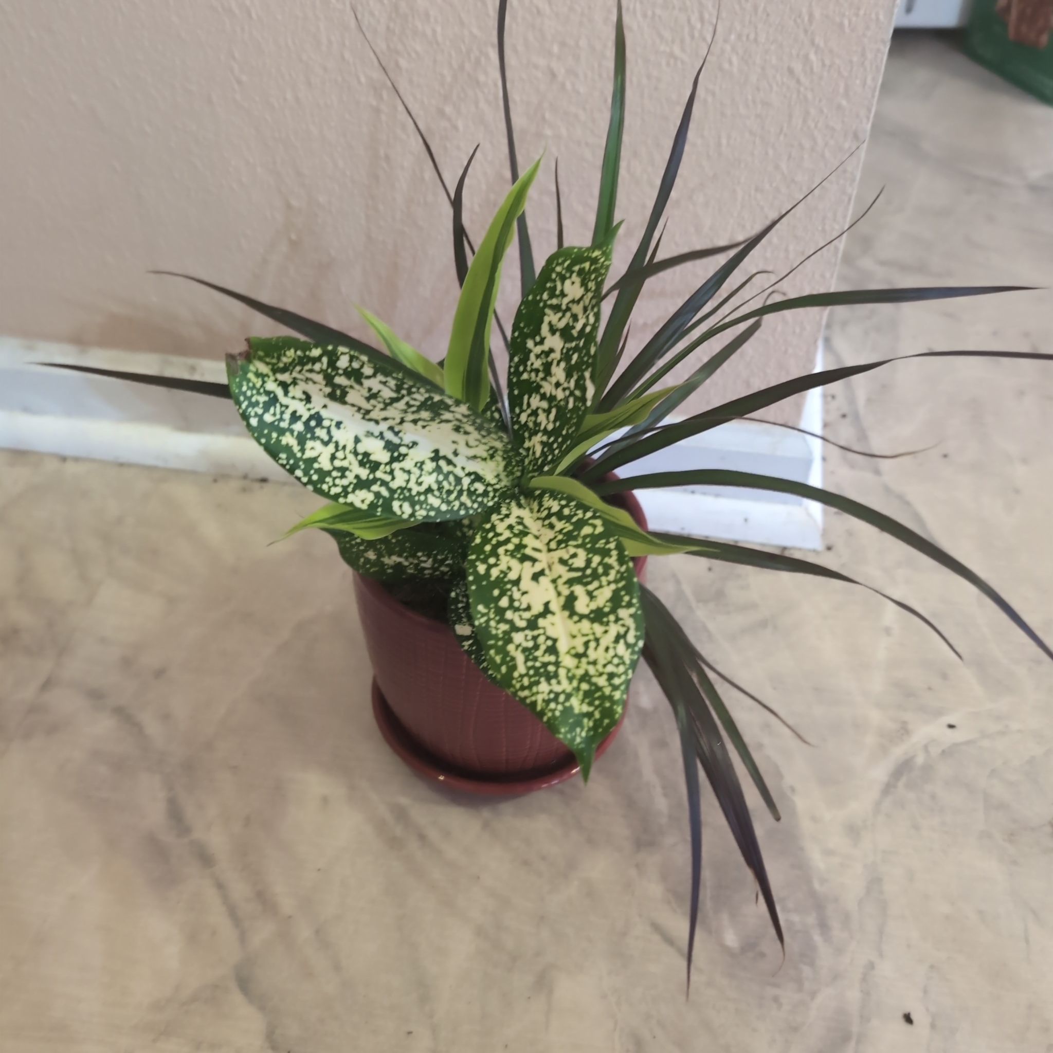 Photo of the plant species Assorted Dracaena by @holdingmyhorses named F Dracaena Assorted on Greg, the plant care app