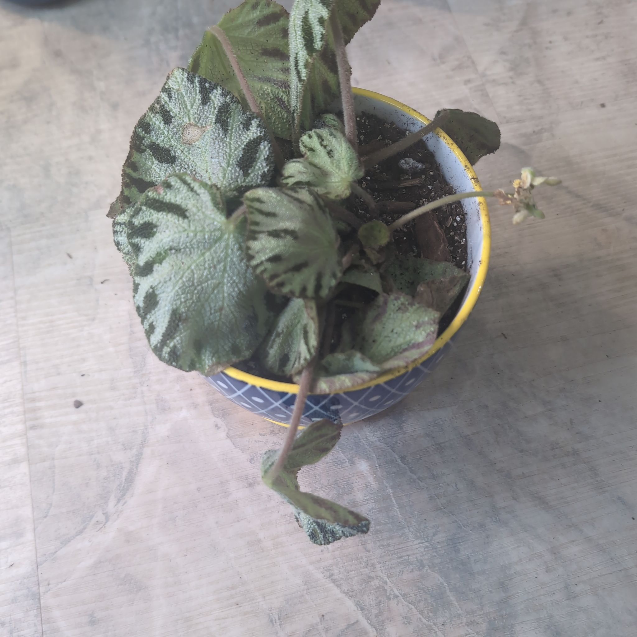 Photo of the plant species Begonia 'Silver Jewel' by @holdingmyhorses named H Begonia Silver Jewel on Greg, the plant care app