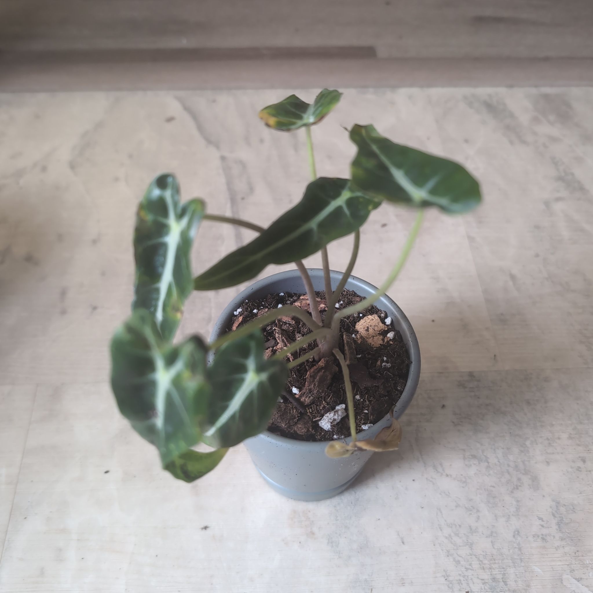 Photo of the plant species Alocasia 'Bambino' Aurea by @holdingmyhorses named L Alocasia Bambino on Greg, the plant care app