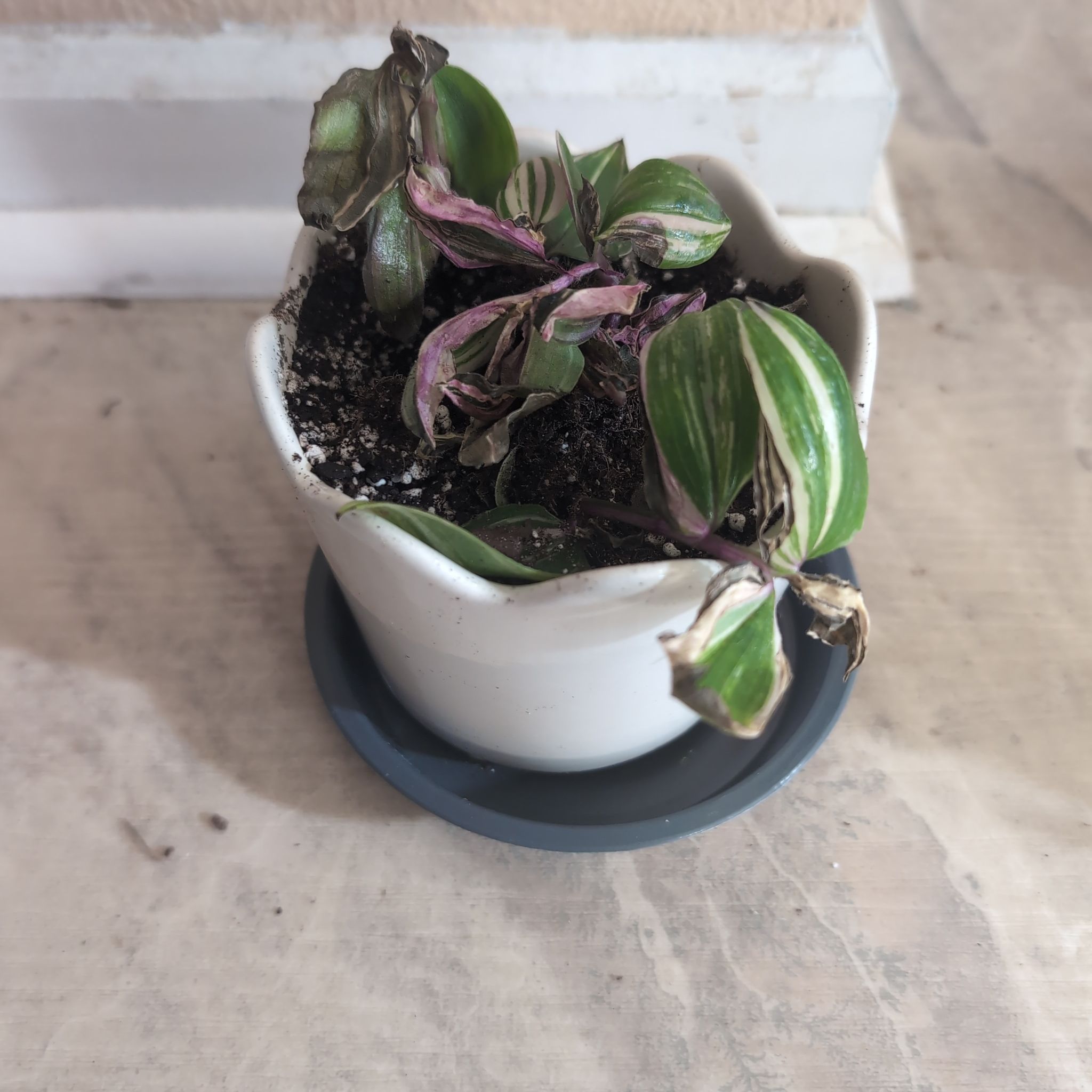 Photo of the plant species Tricolor Rainbow Tradescantia by @holdingmyhorses named B Tradescantia Mundula Tricolor on Greg, the plant care app