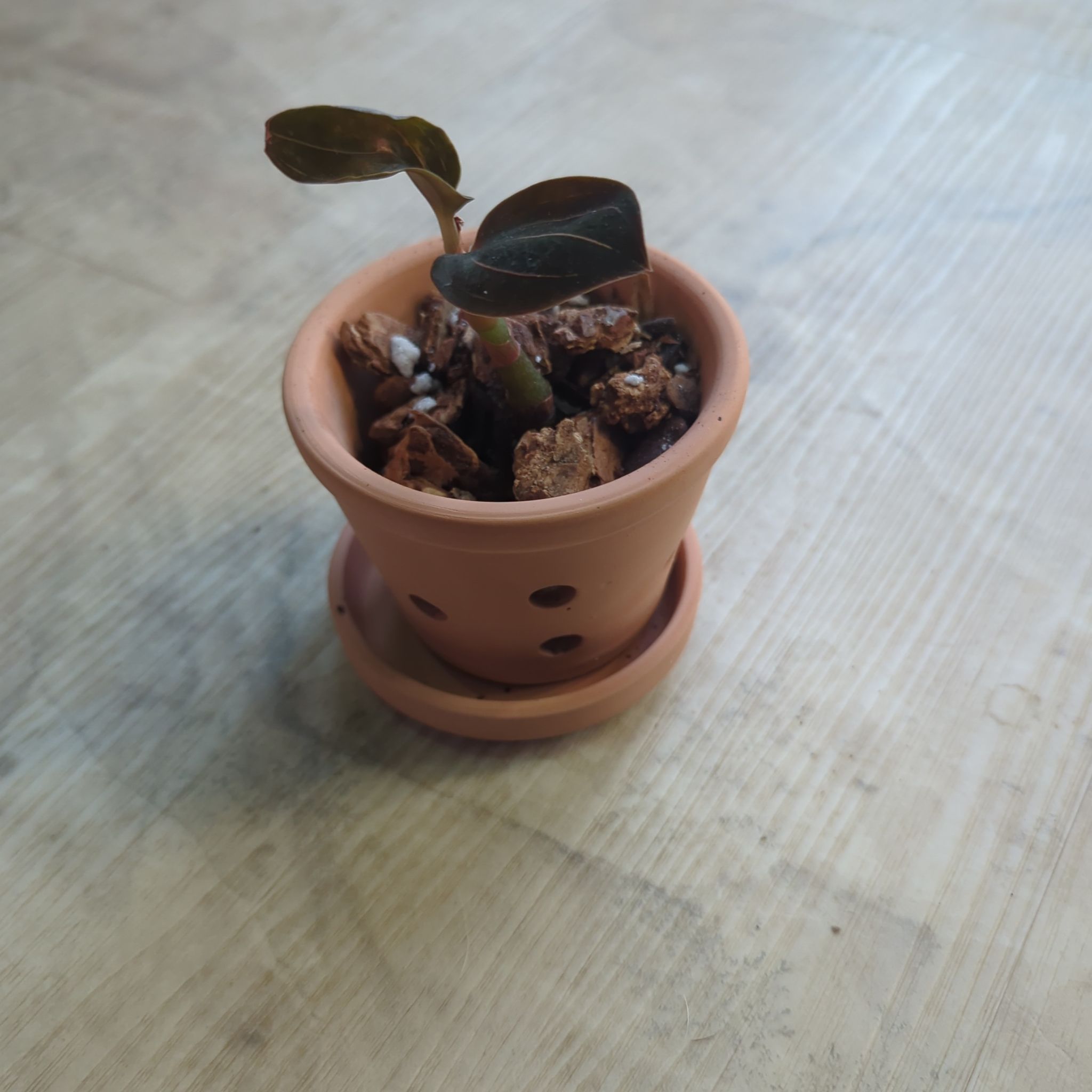 Photo of the plant species Sea Turtle Jewel Orchid by @holdingmyhorses named L Orchid Sea Turtle Jewel on Greg, the plant care app