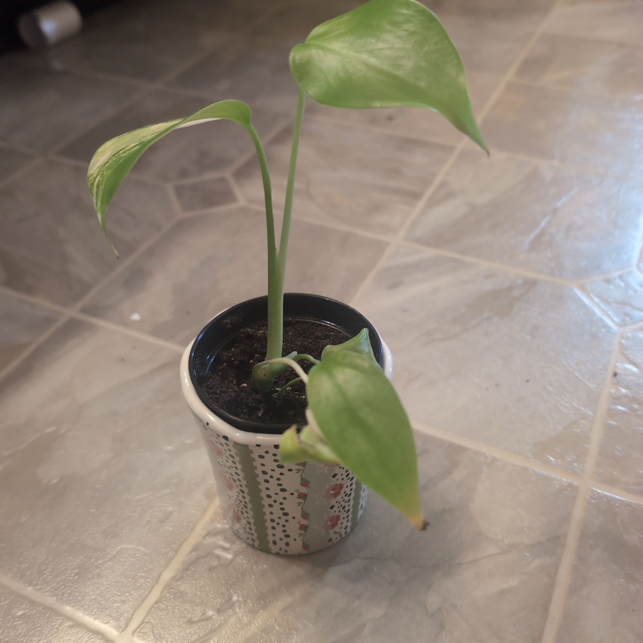Photo of the plant species Monstera 'Yellow Marilyn' by @holdingmyhorses named B Monstera Yellow Marilyn? on Greg, the plant care app