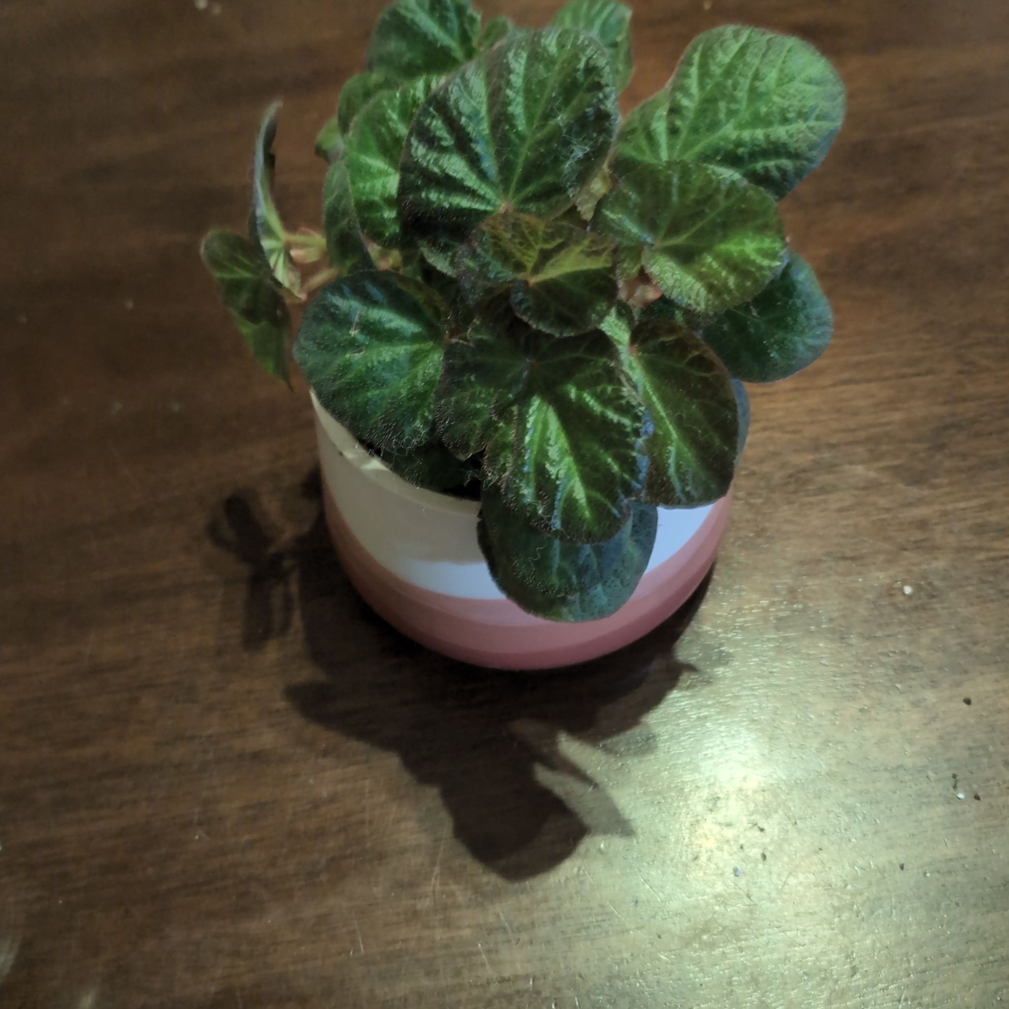 Photo of the plant species Rex Begonia Satin Jazz by @holdingmyhorses named K Begonia Manaus on Greg, the plant care app