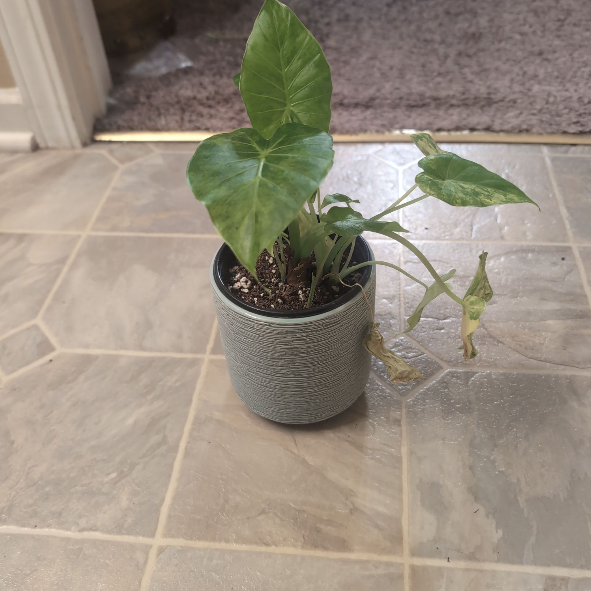 Photo of the plant species Variagated Odora Aurea by @holdingmyhorses named R Alocasia Aurea on Greg, the plant care app