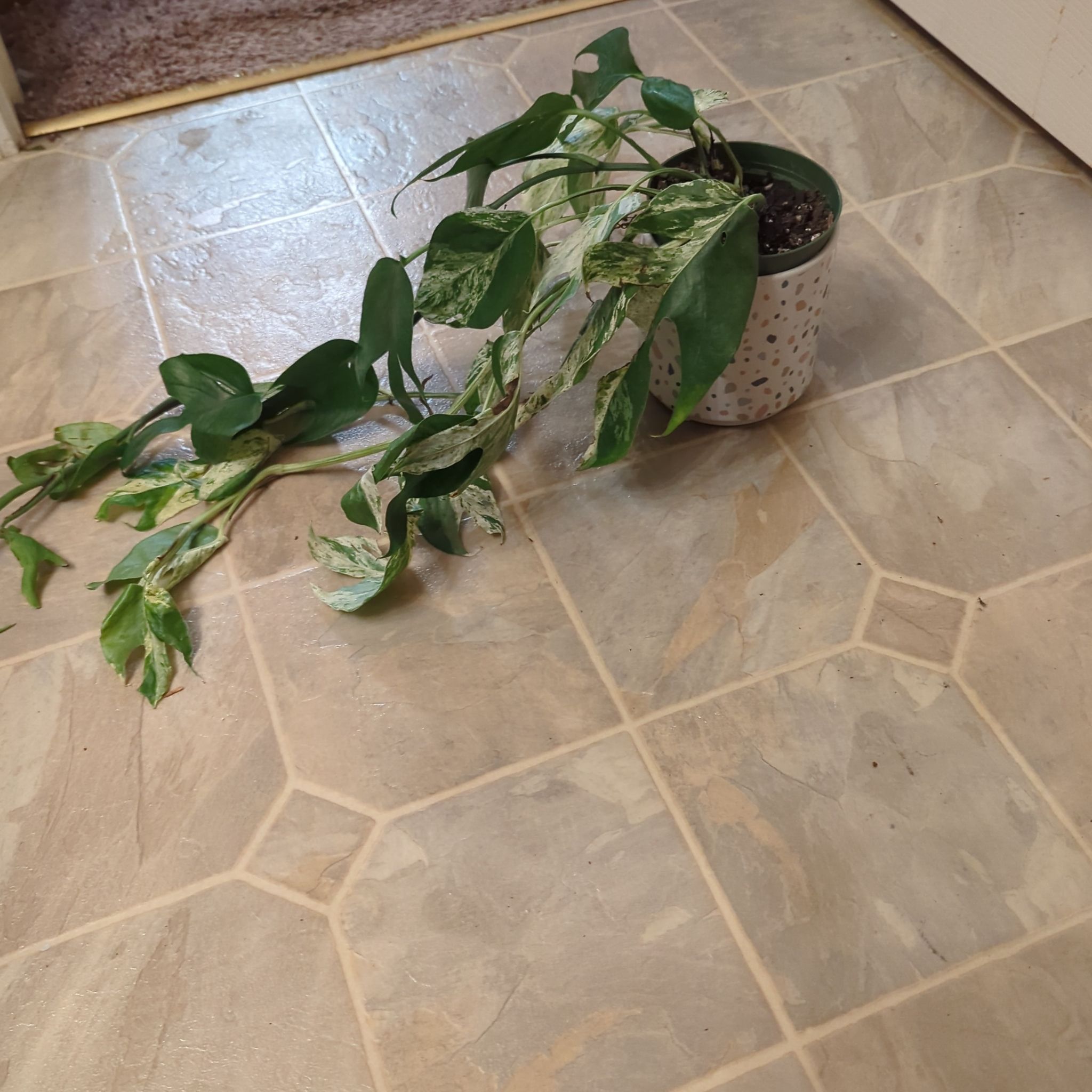 Photo of the plant species Epipremium Albo by @holdingmyhorses named R Epipremnum Pinnatum Albo on Greg, the plant care app