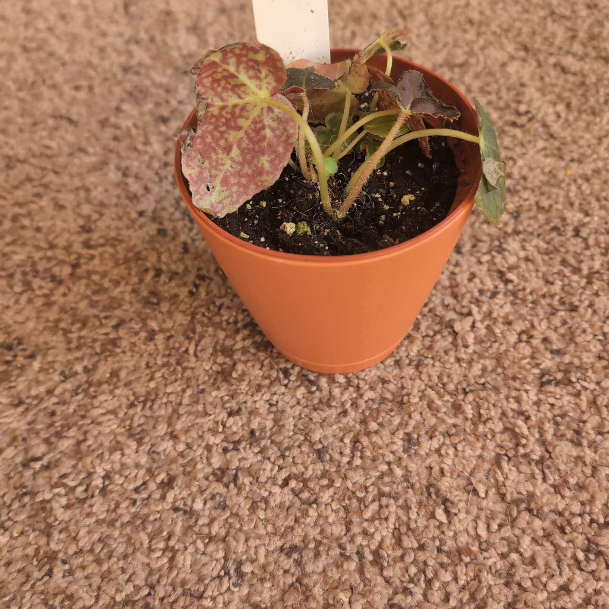 Photo of the plant species Rhizo Begonia by @holdingmyhorses named B Begonia Aces High on Greg, the plant care app