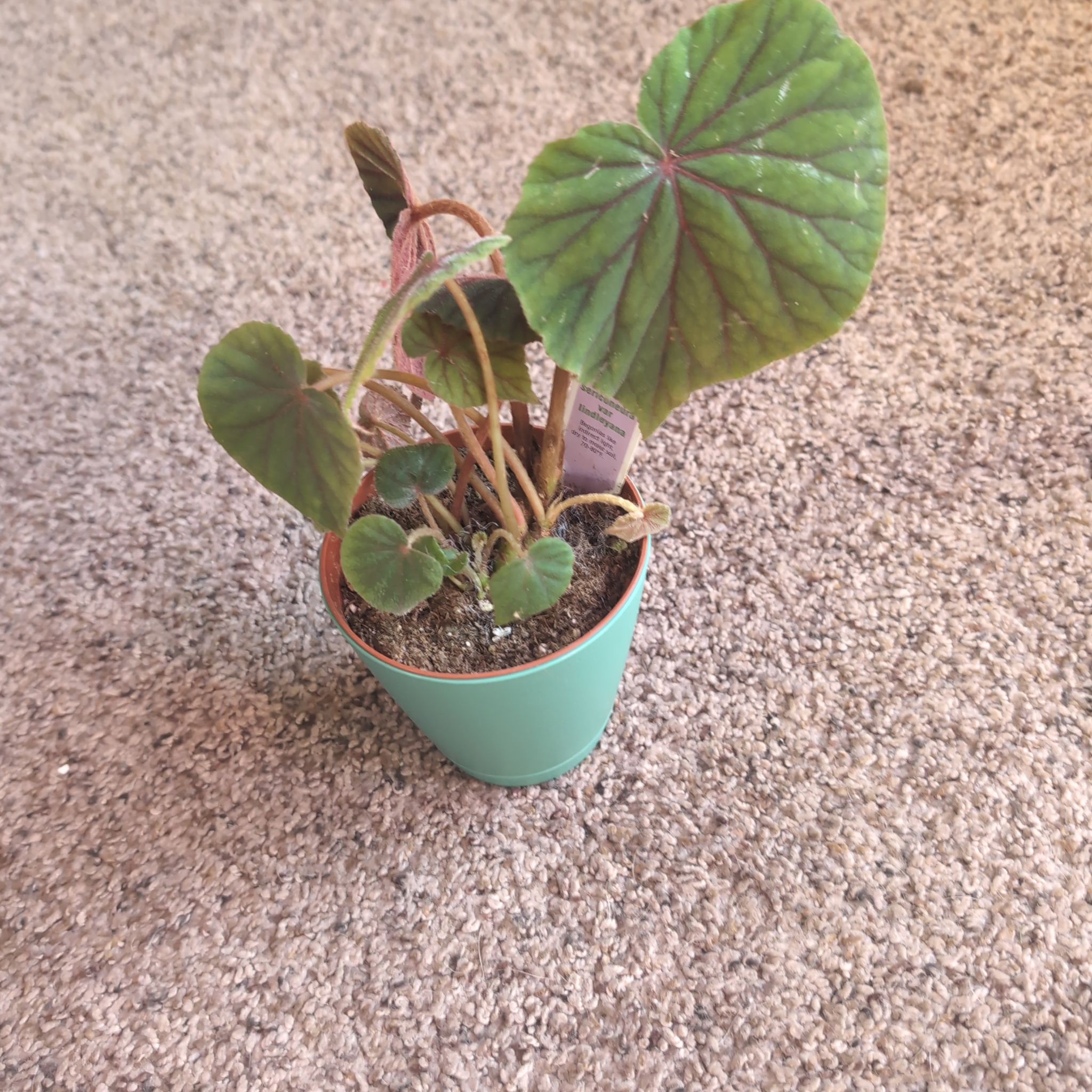 Photo of the plant species Rhizo Begonia by @holdingmyhorses named B Begonia Sericoneura var lindleyana on Greg, the plant care app
