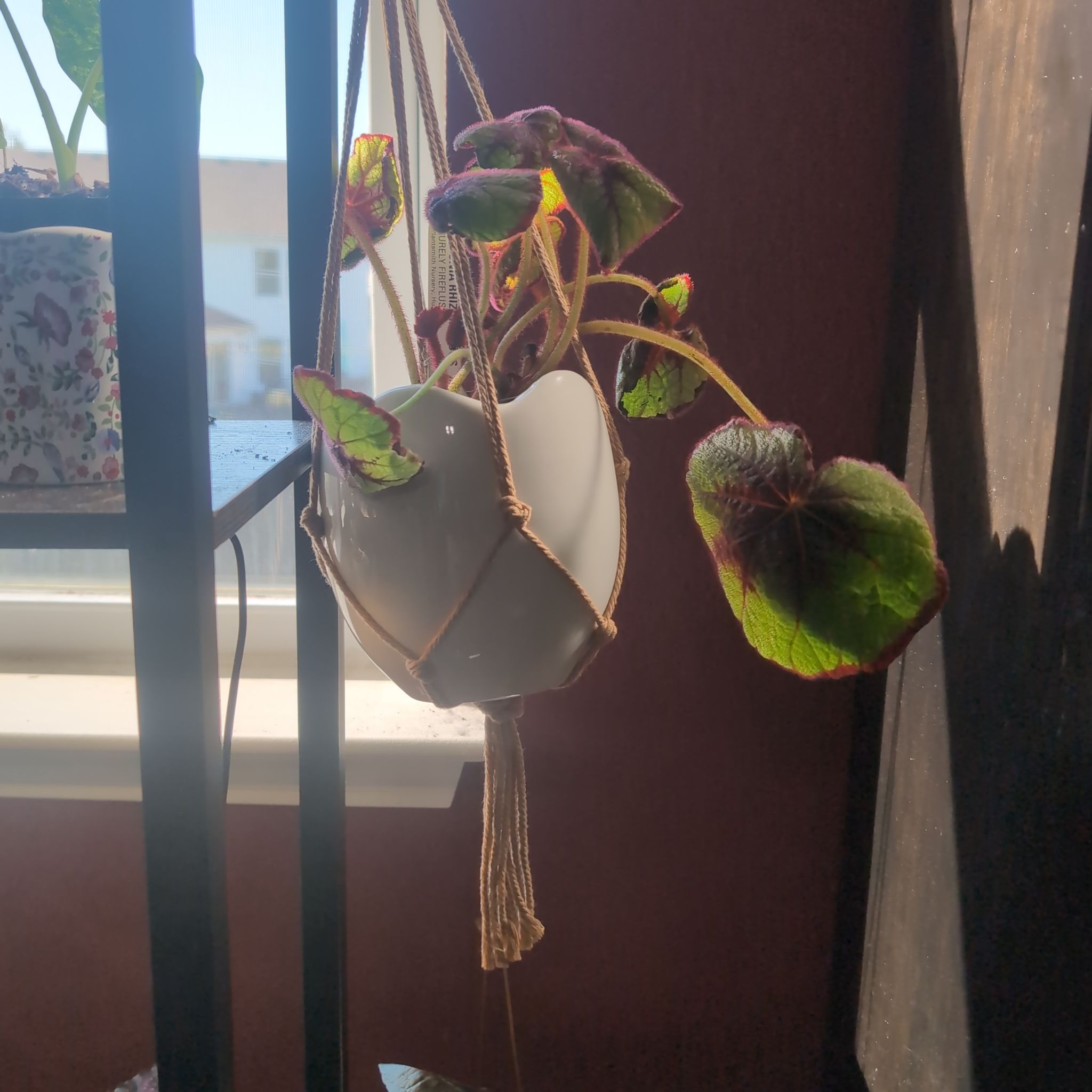 Photo of the plant species Begonia 'Curly Fireflush' by @holdingmyhorses named B Begonia Curly Fireflush on Greg, the plant care app