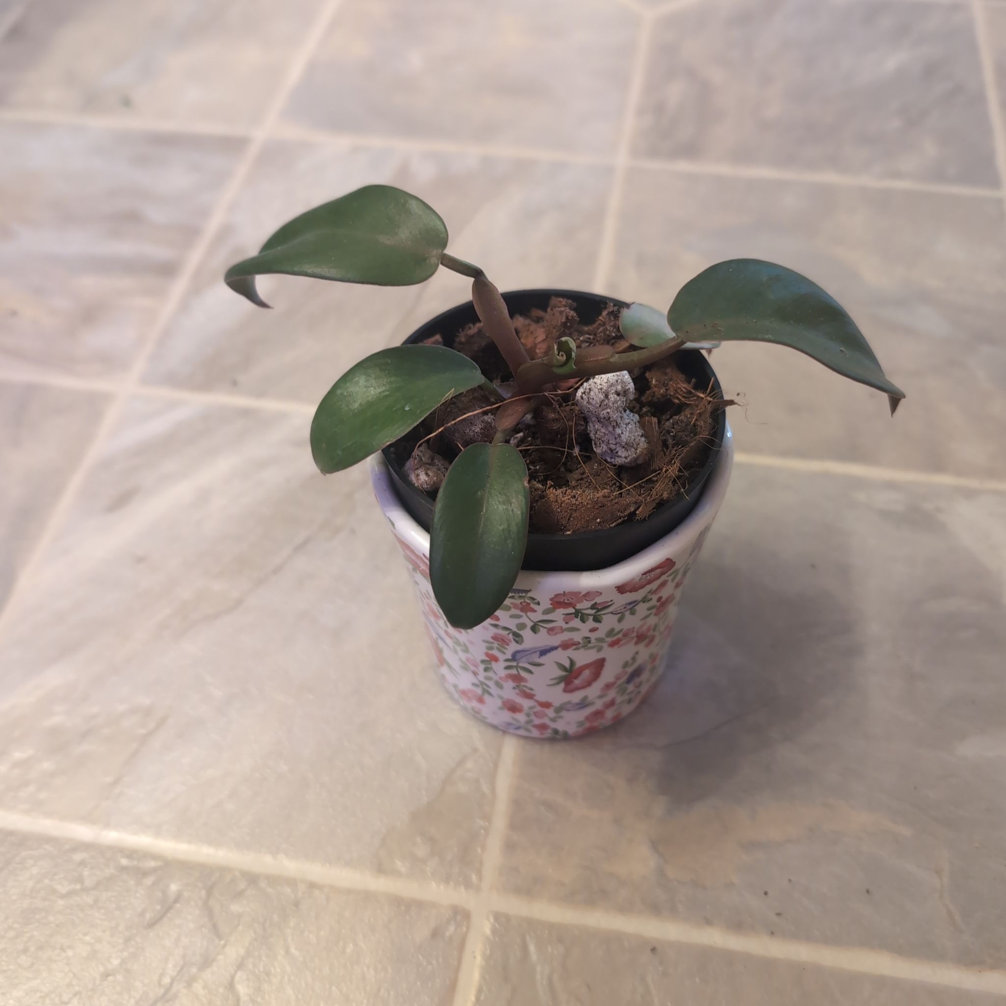 Photo of the plant species Philo black cardina by @holdingmyhorses named B Philo Black Cardinal on Greg, the plant care app