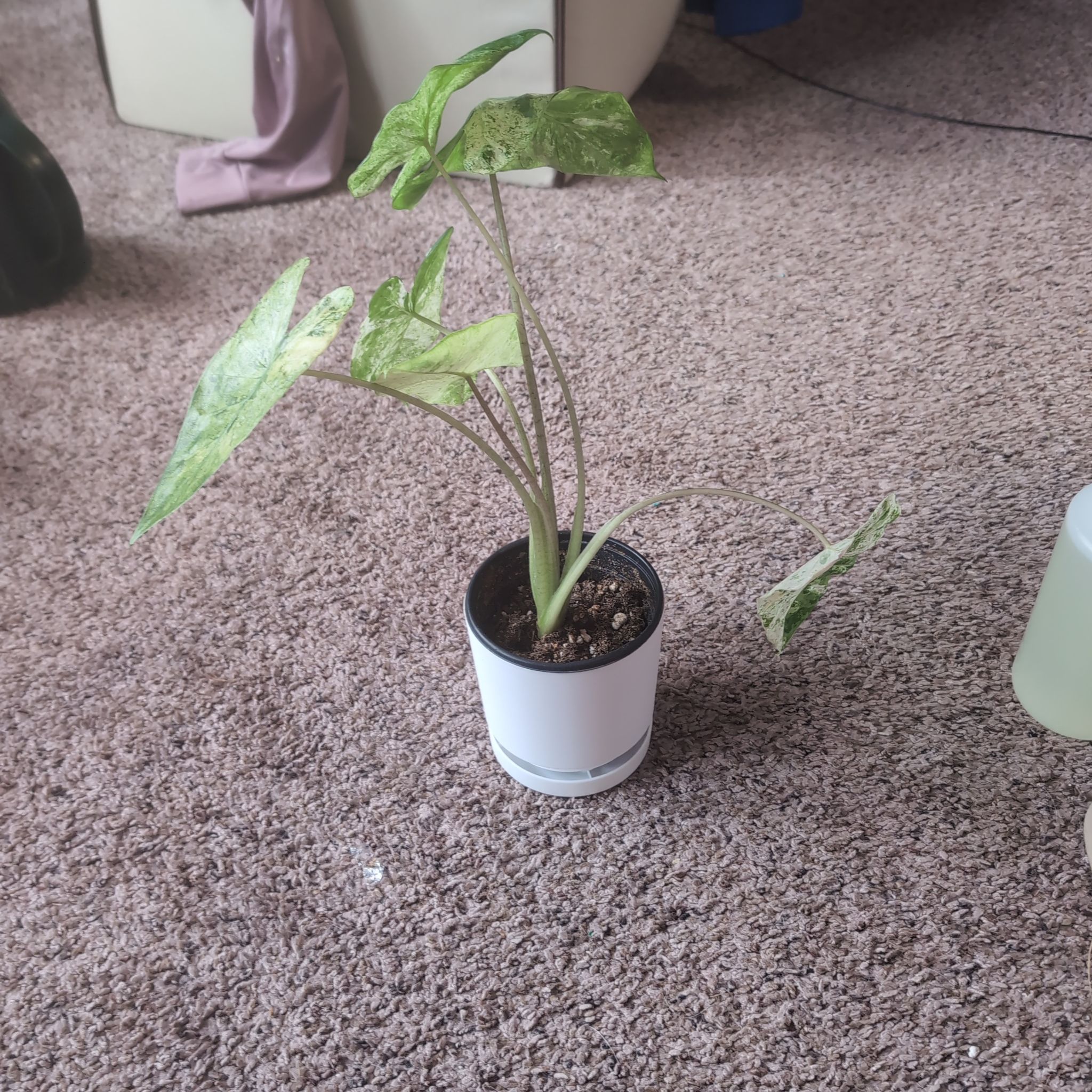 Photo of the plant species Blizzard Elephant Ear by @holdingmyhorses named B Alocasia Blizzard on Greg, the plant care app