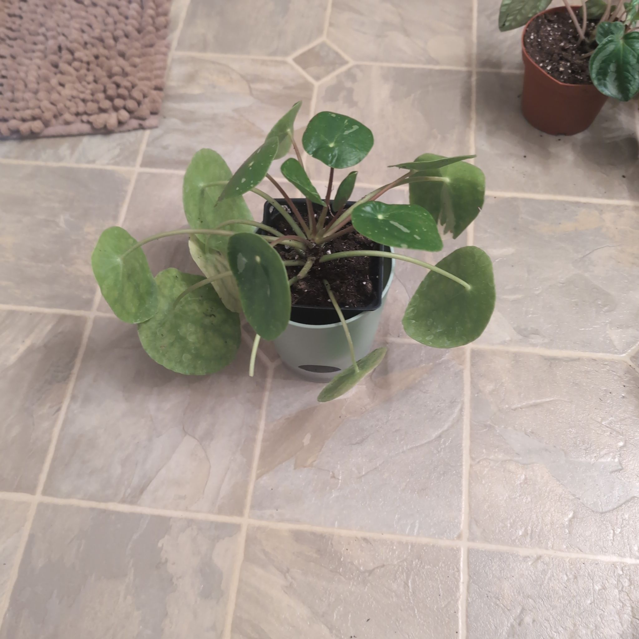Photo of the plant species Pilea Splash by @holdingmyhorses named H Pilea White Splash on Greg, the plant care app