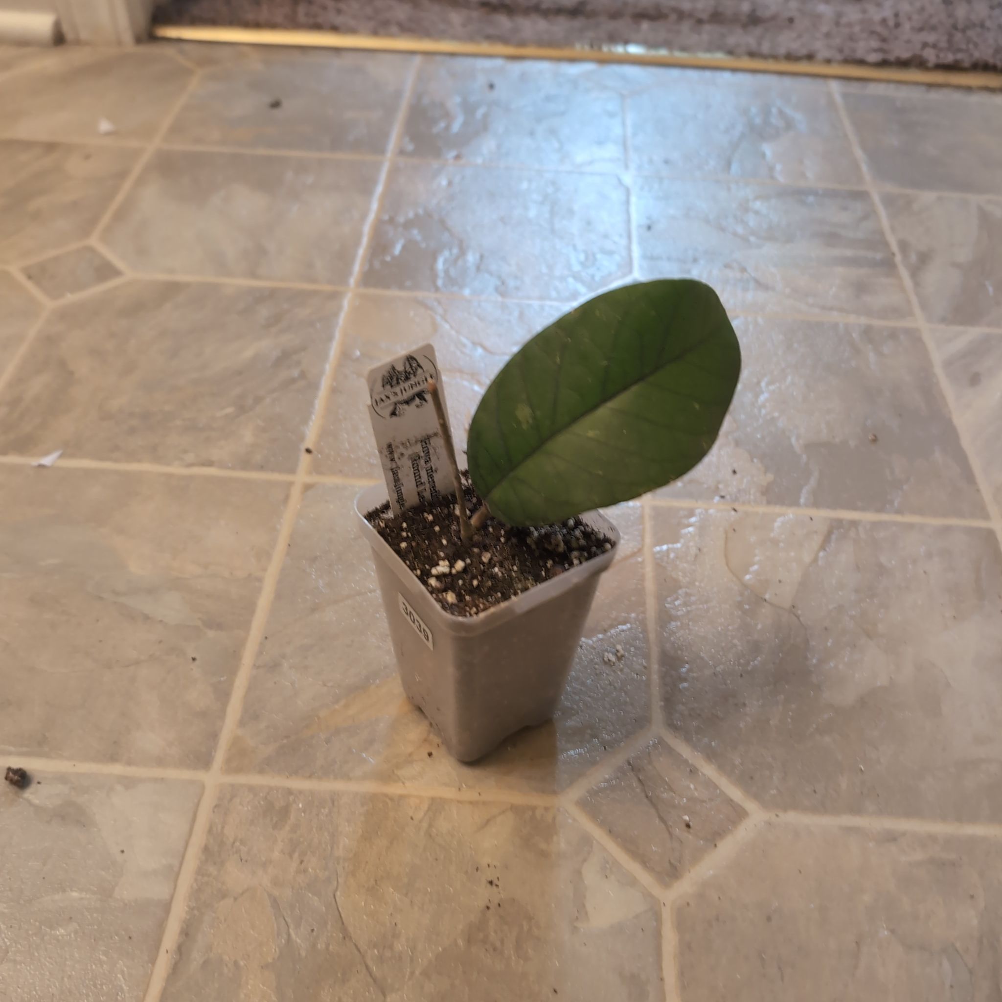Photo of the plant species Hoya meredithii by @holdingmyhorses named K Hoya Meredithii 3039 on Greg, the plant care app
