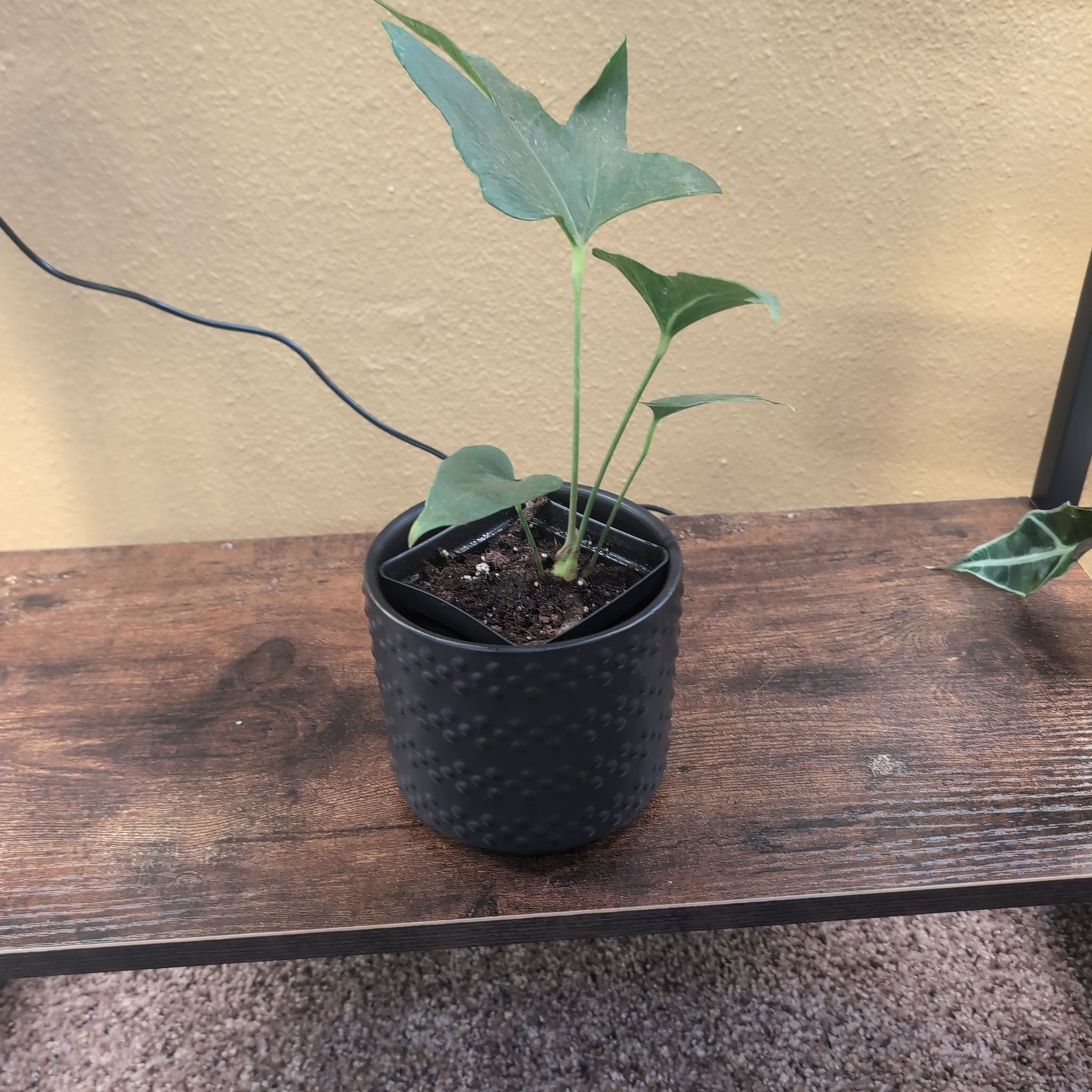 Photo of the plant species Anthurium podophyllum hybrid by @holdingmyhorses named H Anthurium Podophyllum on Greg, the plant care app