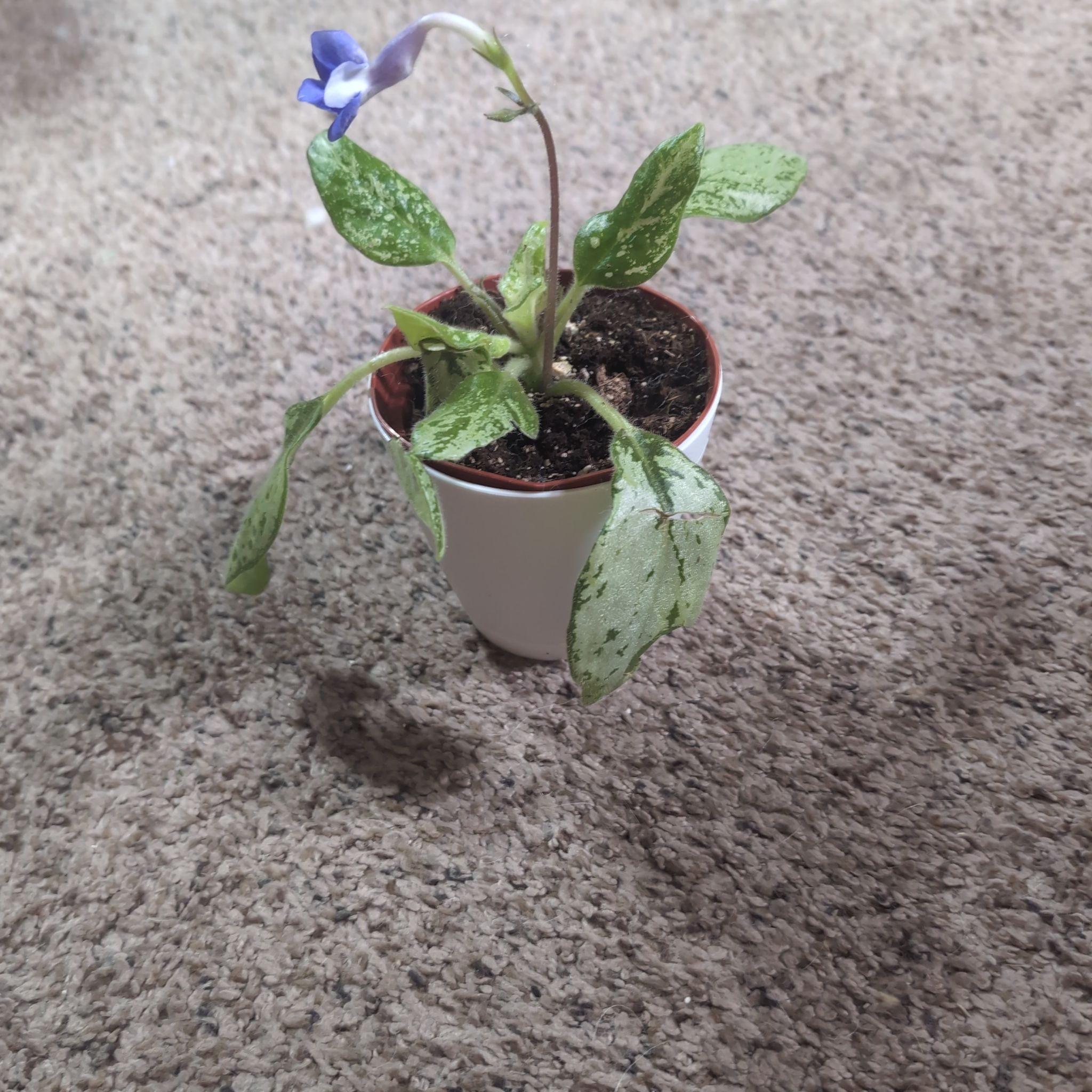 Photo of the plant species Michaelmoelleria vietnamensis by @holdingmyhorses named T MMV on Greg, the plant care app