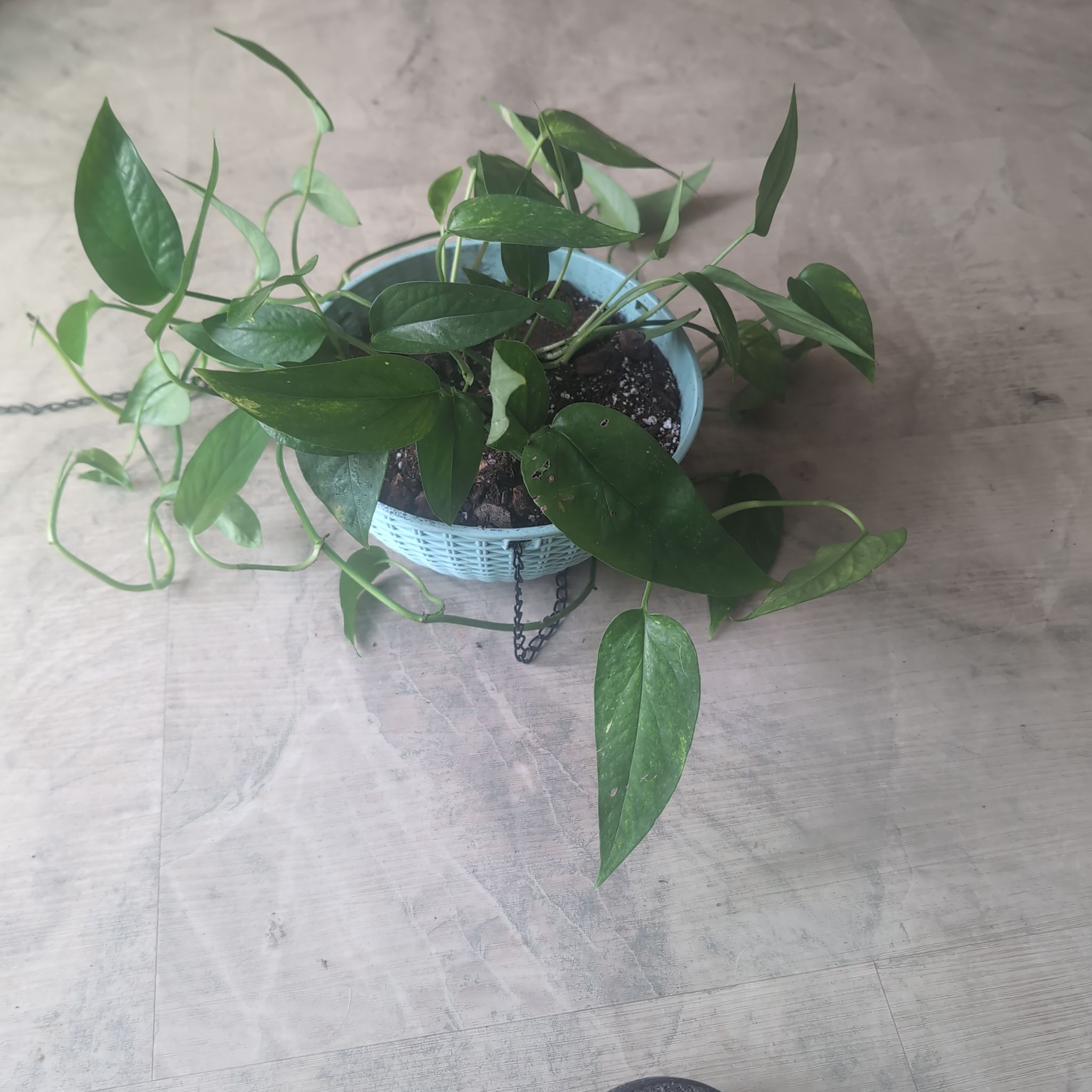 Photo of the plant species Kujang Yellow Flame Epipremnum Pinnatum by @holdingmyhorses named L Epipremnum Aurea Yellow Flame on Greg, the plant care app