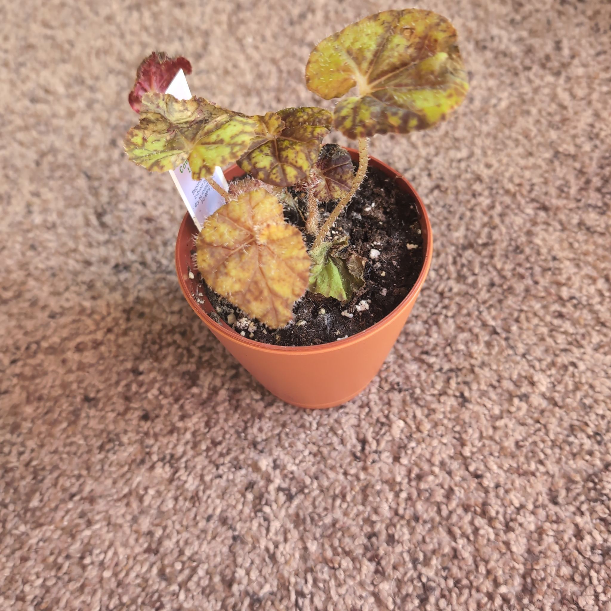 Photo of the plant species 'Cowardly Lion' by @holdingmyhorses named B Begonia Cowardly Lion on Greg, the plant care app