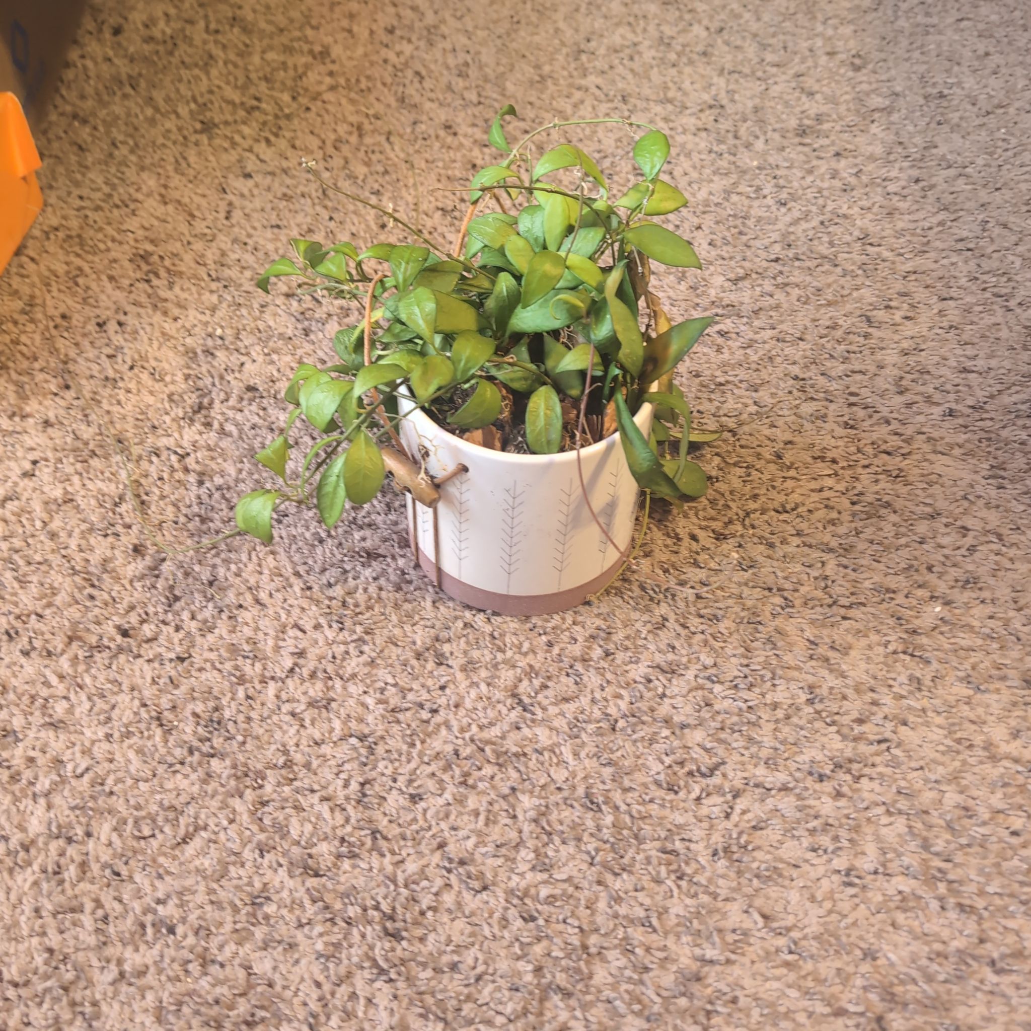 Photo of the plant species Hoya Noona by @holdingmyhorses named B Hoya Noona 714 on Greg, the plant care app