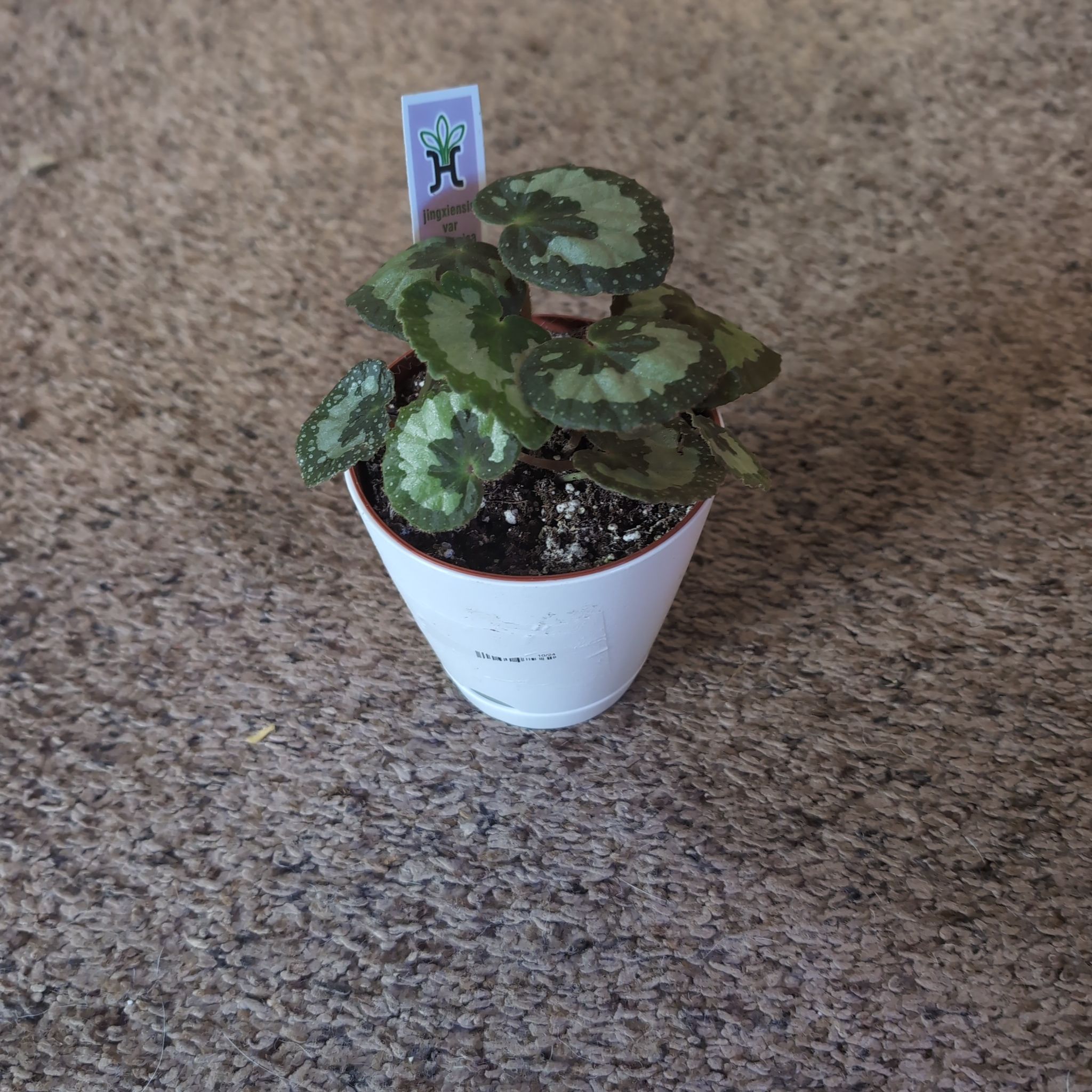 Photo of the plant species Begonia jingxiensis by @holdingmyhorses named T Begonia Jingxiensis on Greg, the plant care app