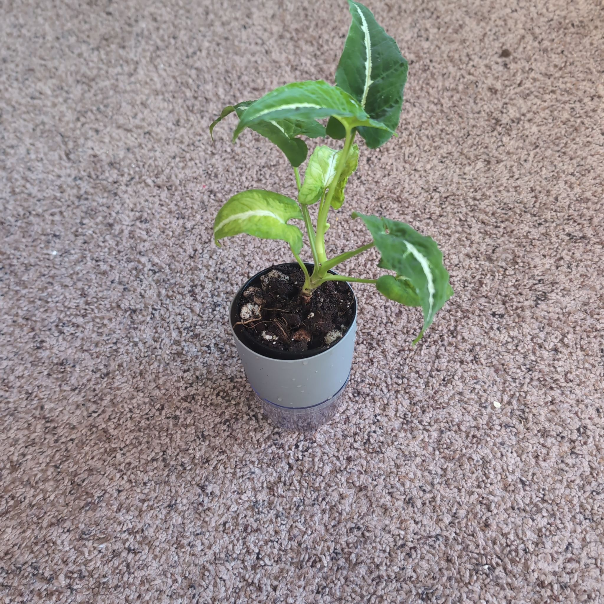 Photo of the plant species Arrowhead Vine by @holdingmyhorses named H Syngonium Wendlandii on Greg, the plant care app