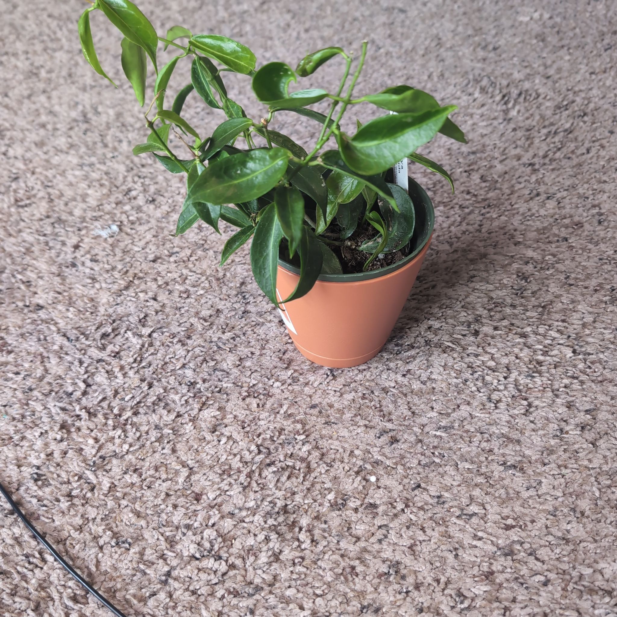 Photo of the plant species Hoya rubida by @holdingmyhorses named B Hoya Rubida on Greg, the plant care app