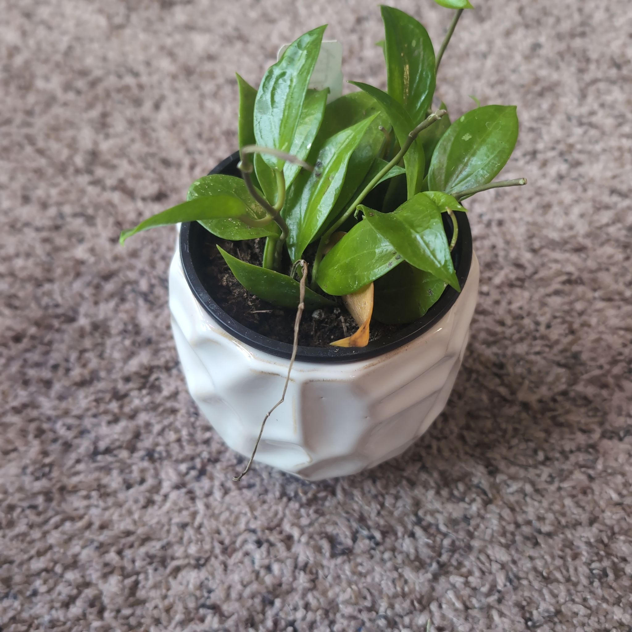 Photo of the plant species Hoya limoniaca by @holdingmyhorses named H Hoya Limoniaca on Greg, the plant care app