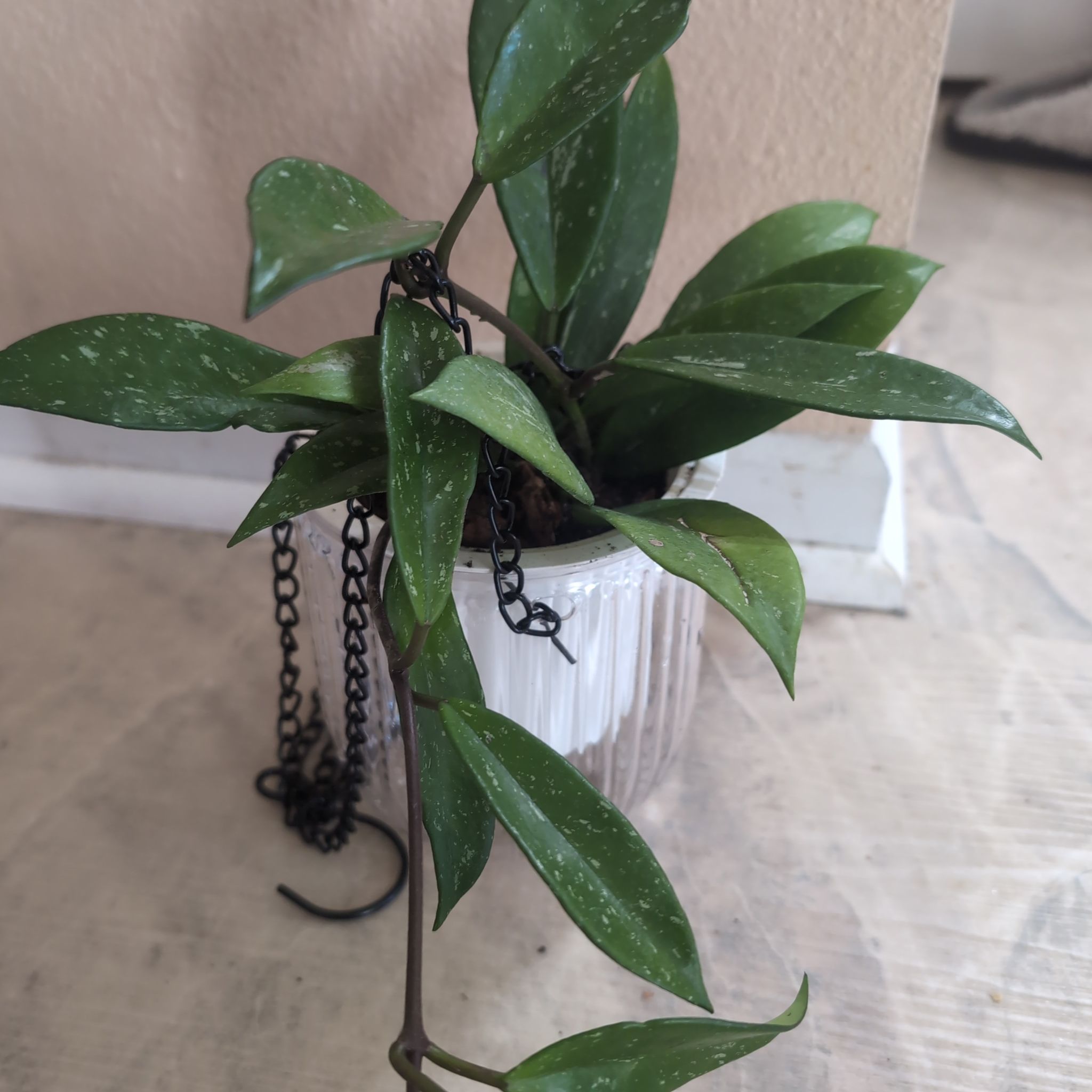 Photo of the plant species Hoya publicalyx 'Royal Hawaiian Purple' by @holdingmyhorses named B Hoya Publicalyx Royal Hawaiian on Greg, the plant care app