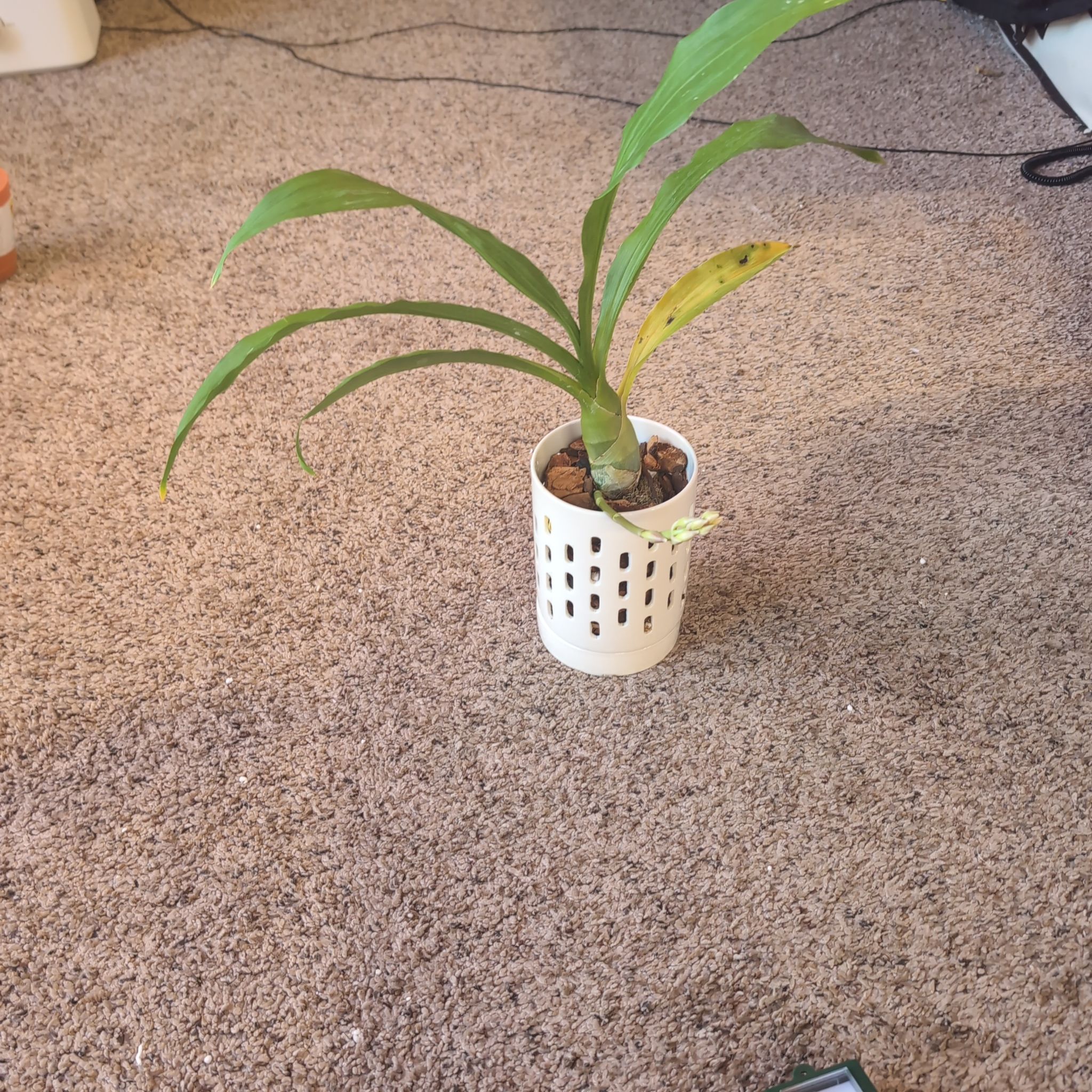 Photo of the plant species witchcraft by @holdingmyhorses named B Orchid Millennium Magic Witchcraft on Greg, the plant care app