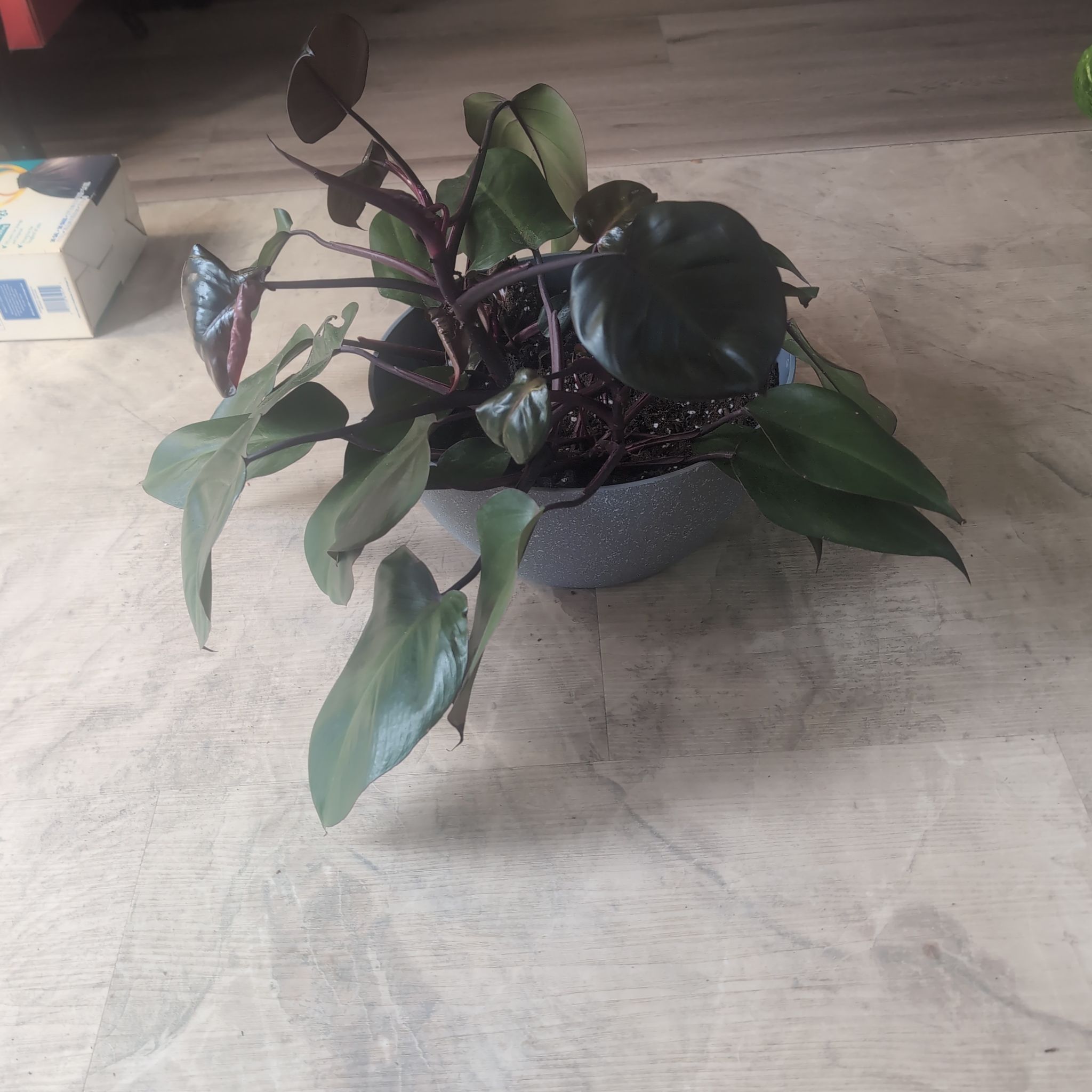 Photo of the plant species Bloody Mary Philodendron by @holdingmyhorses named L Philo Bloody Mary on Greg, the plant care app