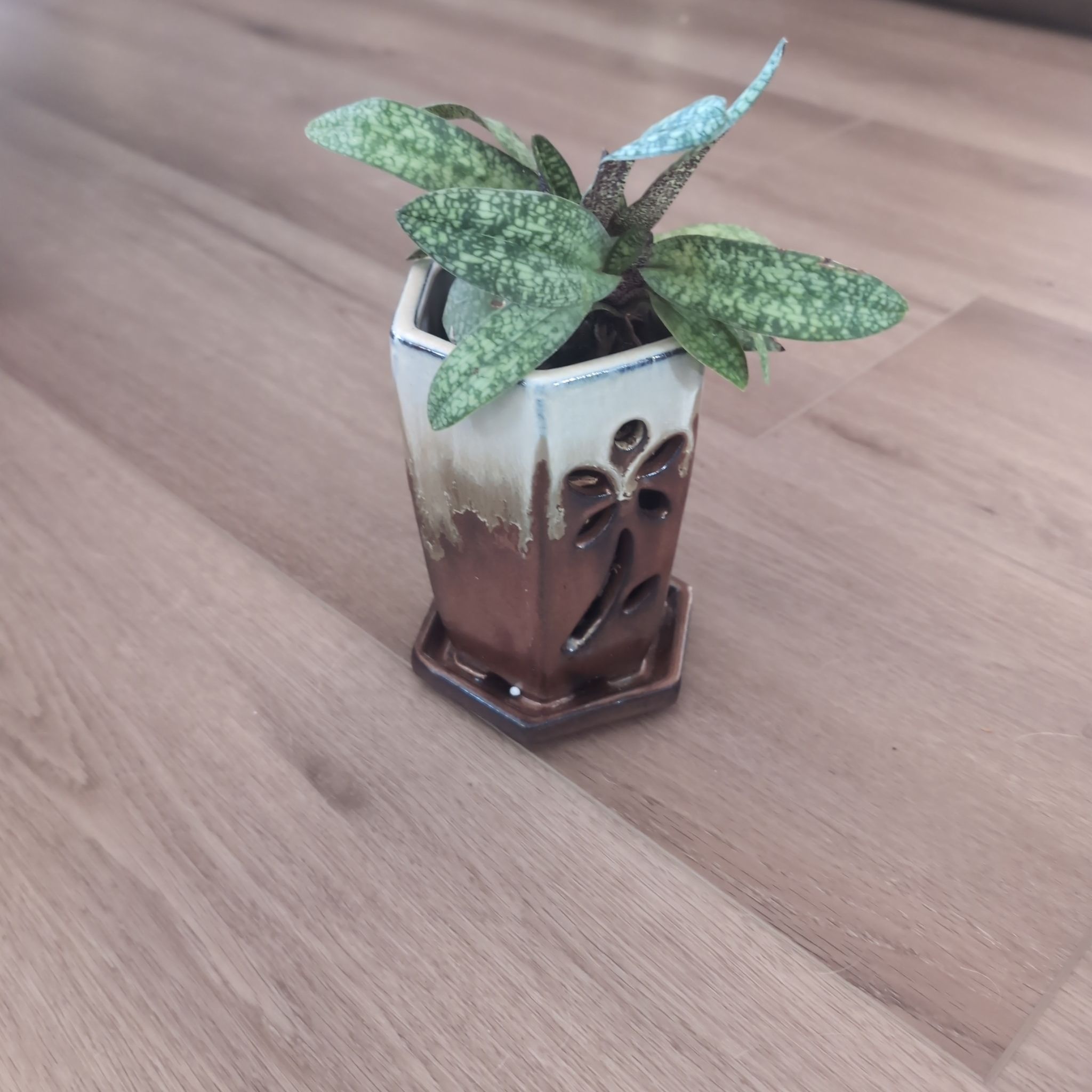 Photo of the plant species Paphiopedilum delenatii malipoense by @holdingmyhorses named B Orchid paphiopedilum delenatii on Greg, the plant care app