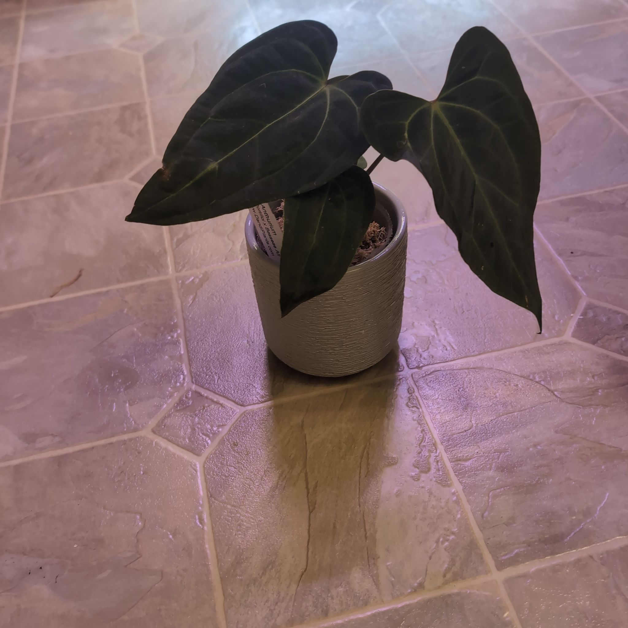 Photo of the plant species David Portilla Dreams by @holdingmyhorses named C Anthurium Portillae x Besseae Aff on Greg, the plant care app