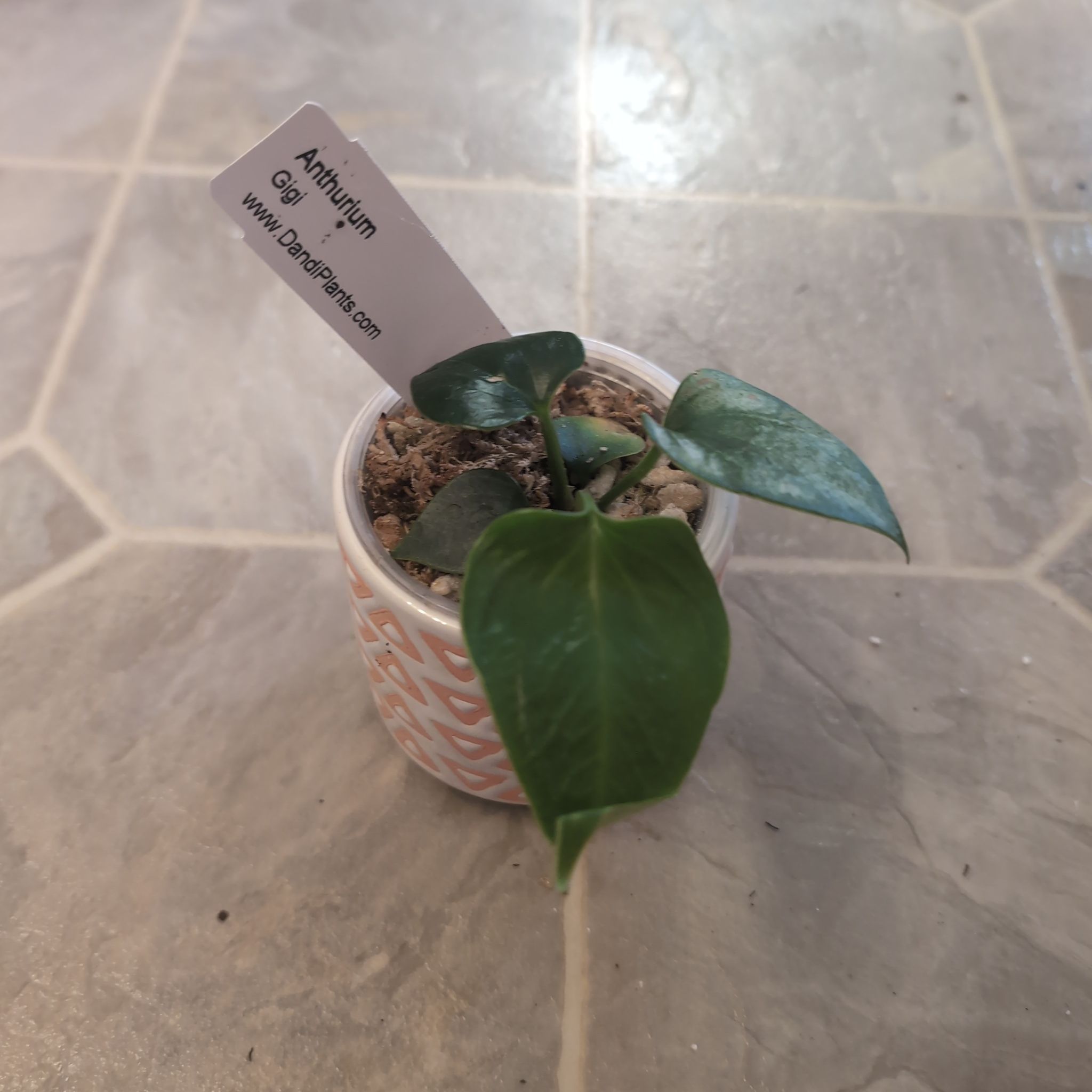 Photo of the plant species Anthurium gigi by @holdingmyhorses named G Anthurium Gigi on Greg, the plant care app