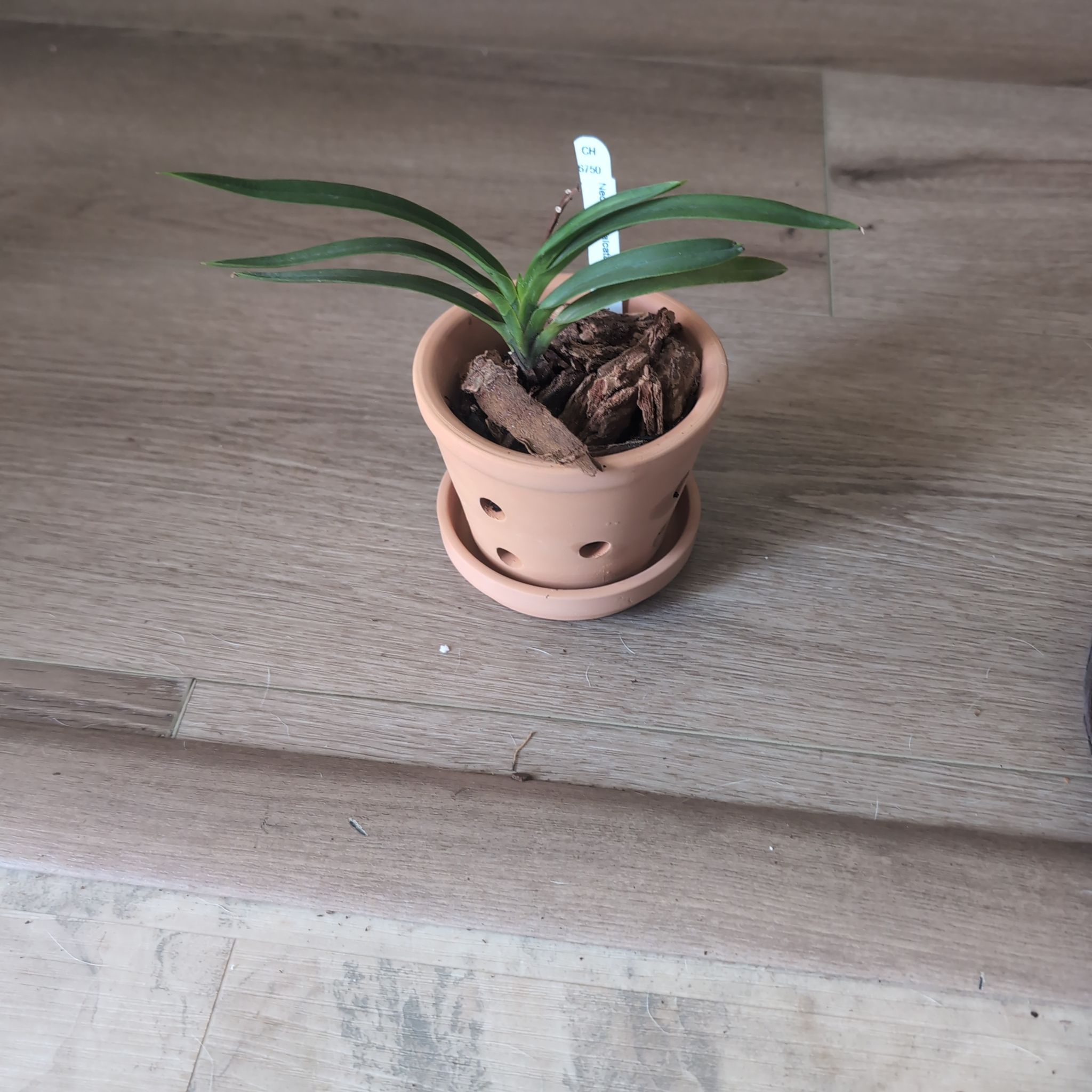 Photo of the plant species Fukiran by @holdingmyhorses named B Orchid Neofinetia Falcata on Greg, the plant care app