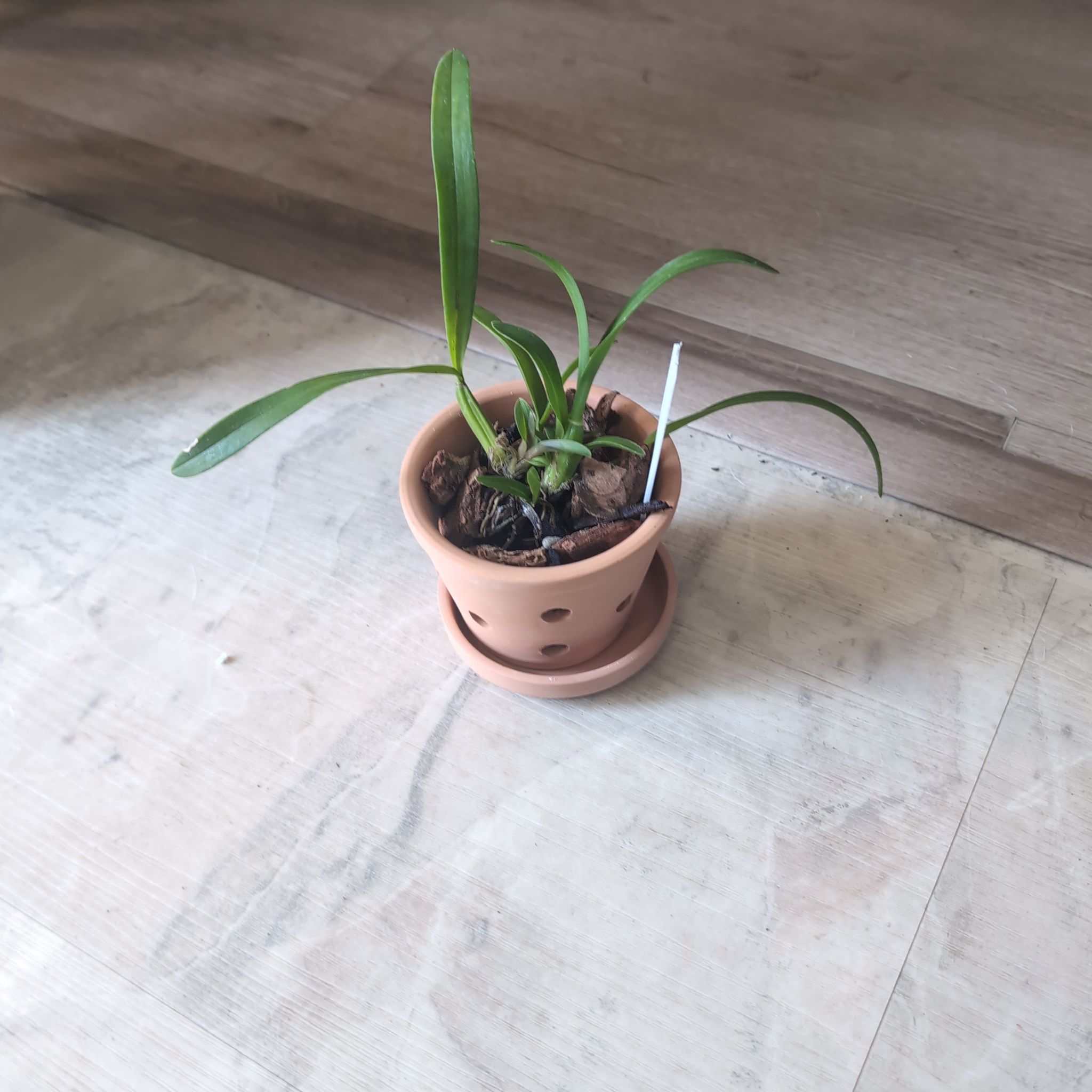 Photo of the plant species Oncidium by @holdingmyhorses named C Orchid Oncidium Var on Greg, the plant care app
