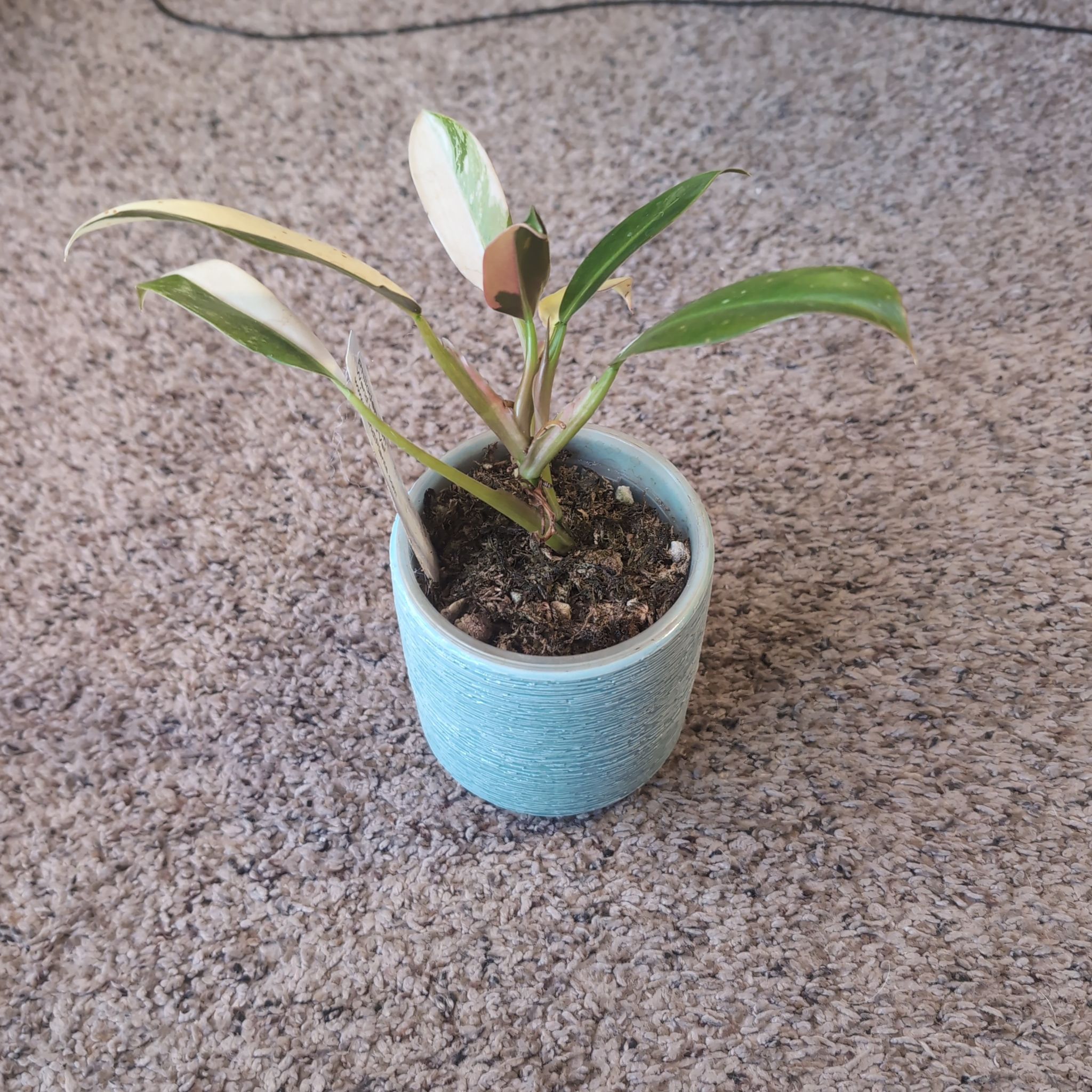 Photo of the plant species Philodendron 'Wendimbe' by @holdingmyhorses named H Philo Wendimbe on Greg, the plant care app