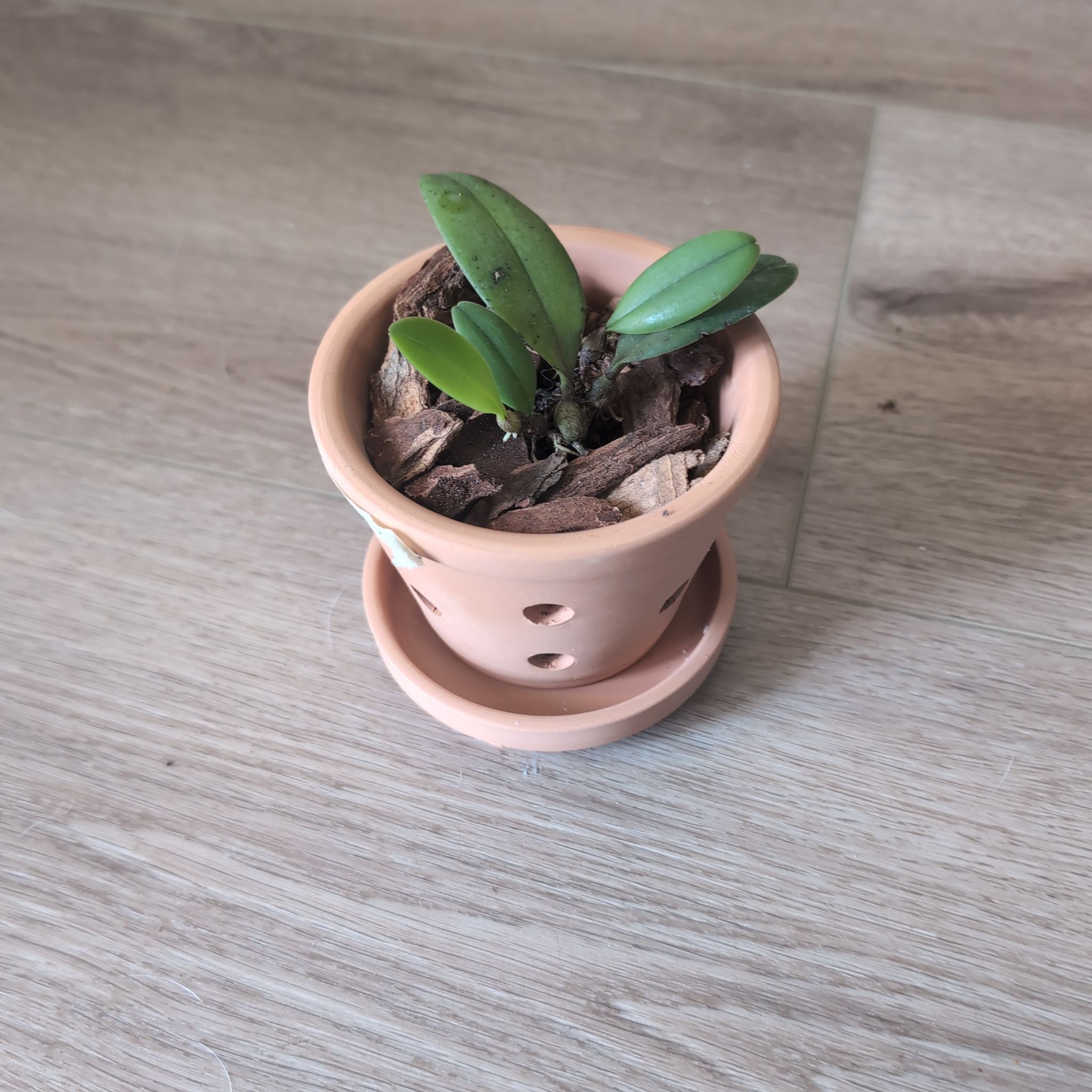 Photo of the plant species Bulbophyllum by @holdingmyhorses named C Orchid Bulbophyllum Gracillimum on Greg, the plant care app