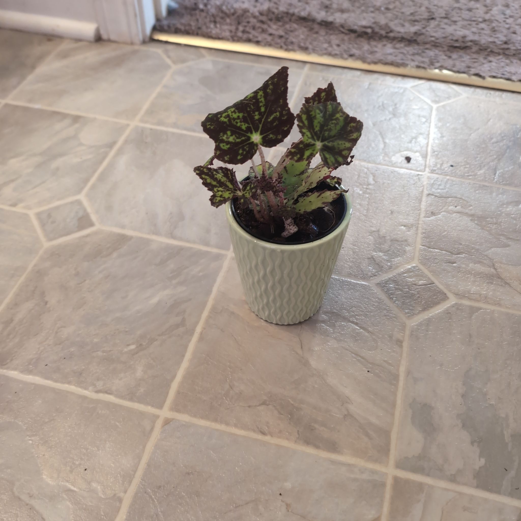 Photo of the plant species Begonia 'Geometry' by @holdingmyhorses named T Begonia Geometry on Greg, the plant care app
