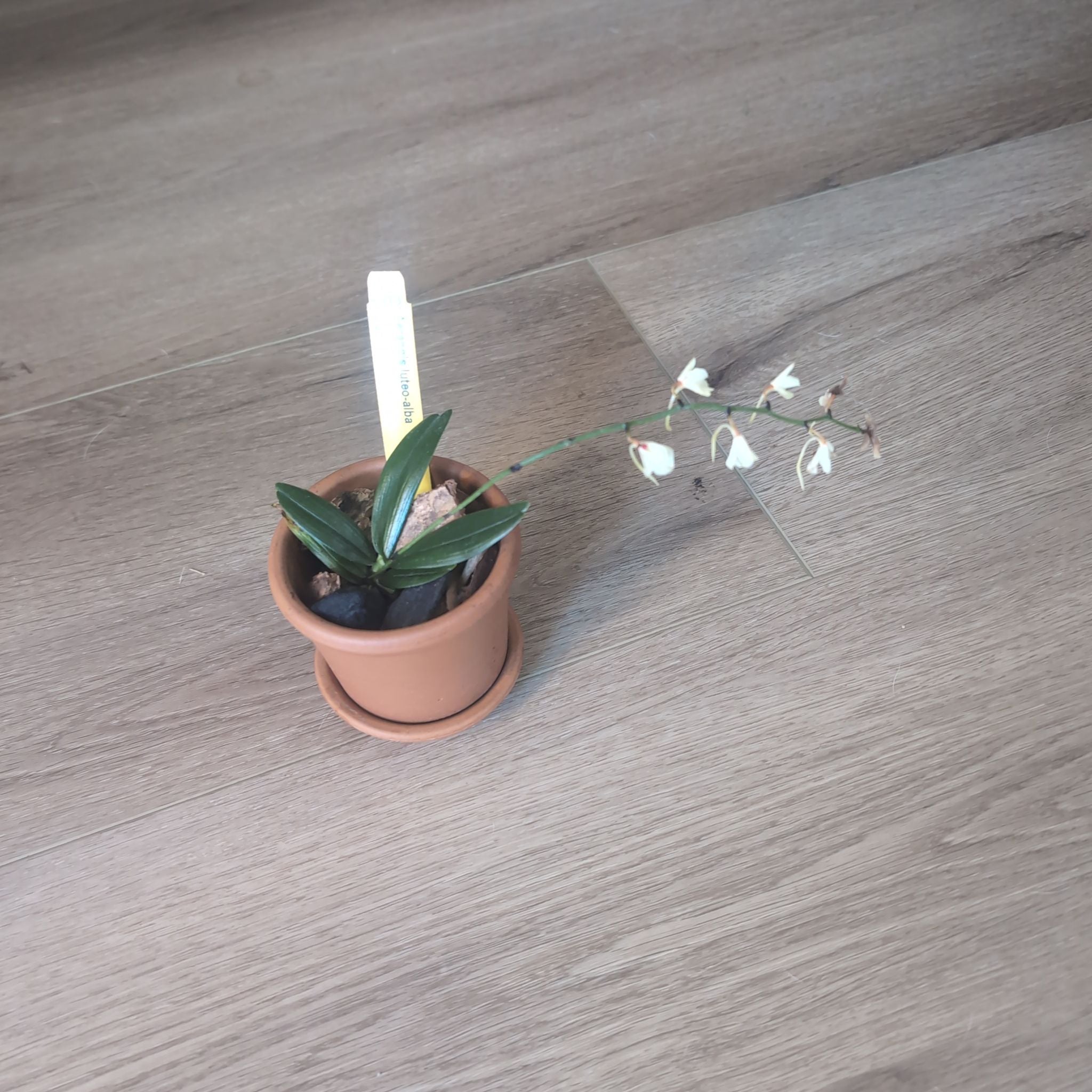 Plant care for Eulophia eulophioides on Greg, the plant care app