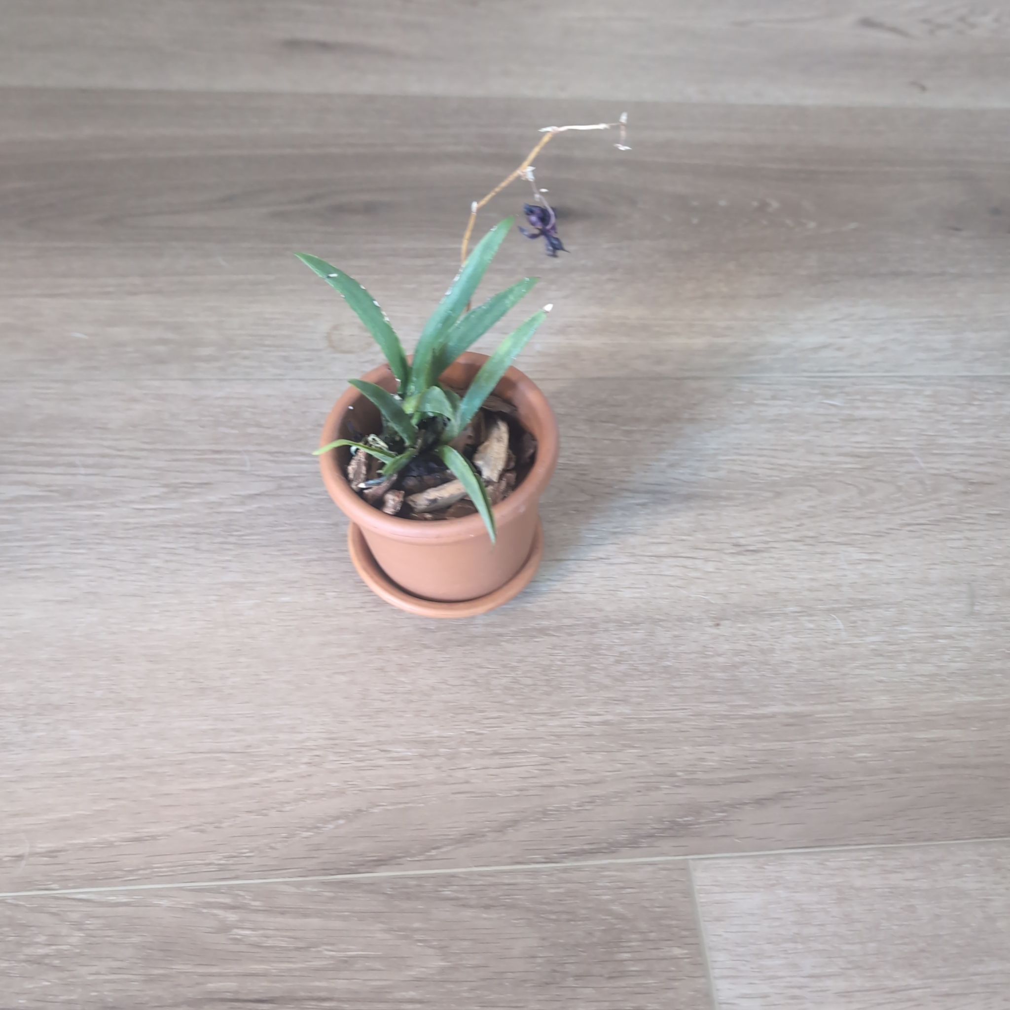 Photo of the plant species Tolumnia Orchid by @holdingmyhorses named C  Orchid Tolumnia Lady Red on Greg, the plant care app