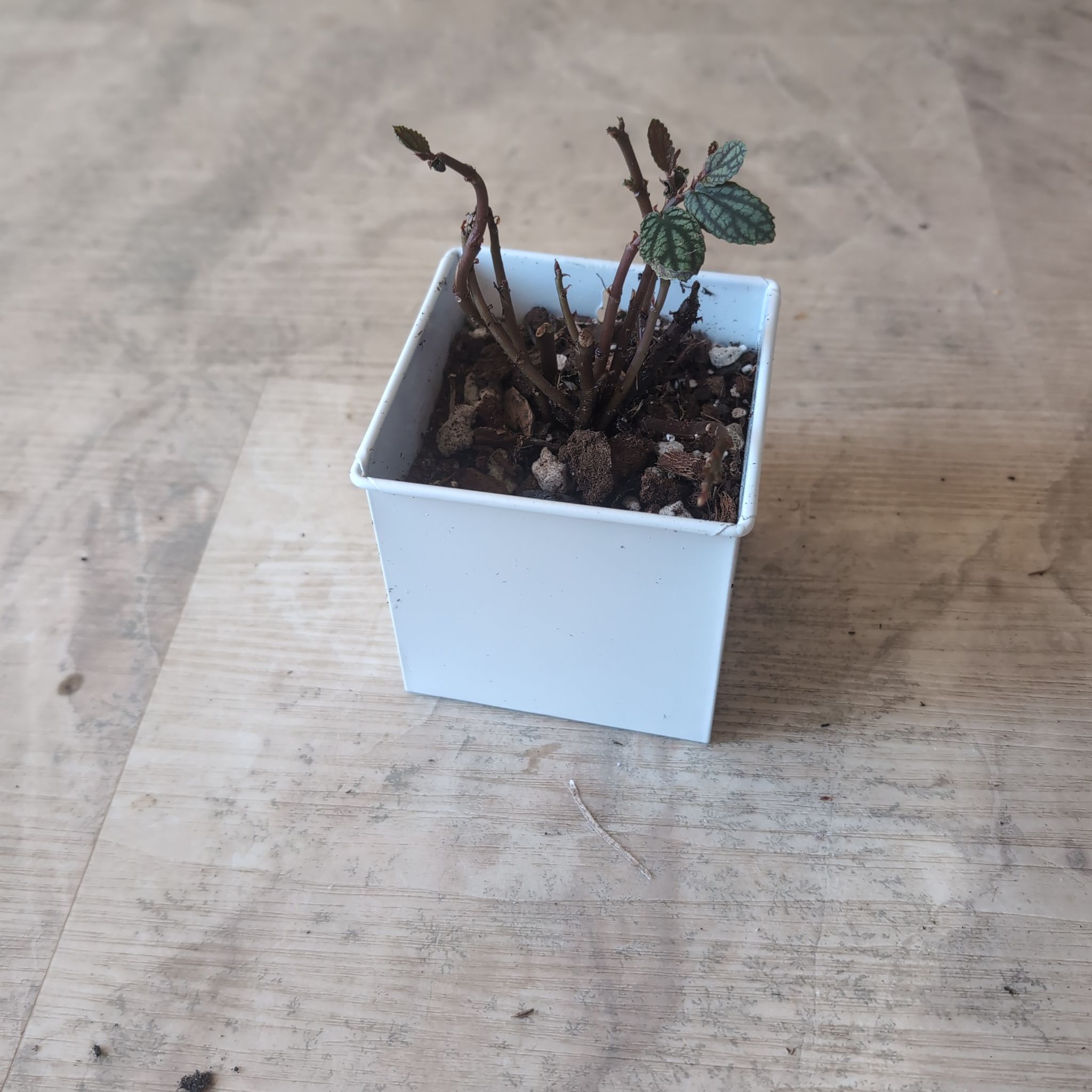 Photo of the plant species Skip by @holdingmyhorses named F Pellonia daveauana on Greg, the plant care app