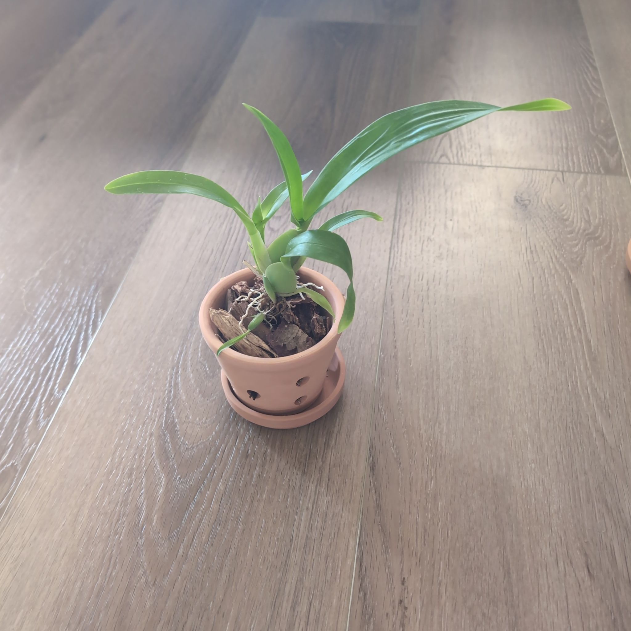 Photo of the plant species Unforgetable Oncidium by @holdingmyhorses named L Orchid Arthurara Sea Snake Unforgettable on Greg, the plant care app