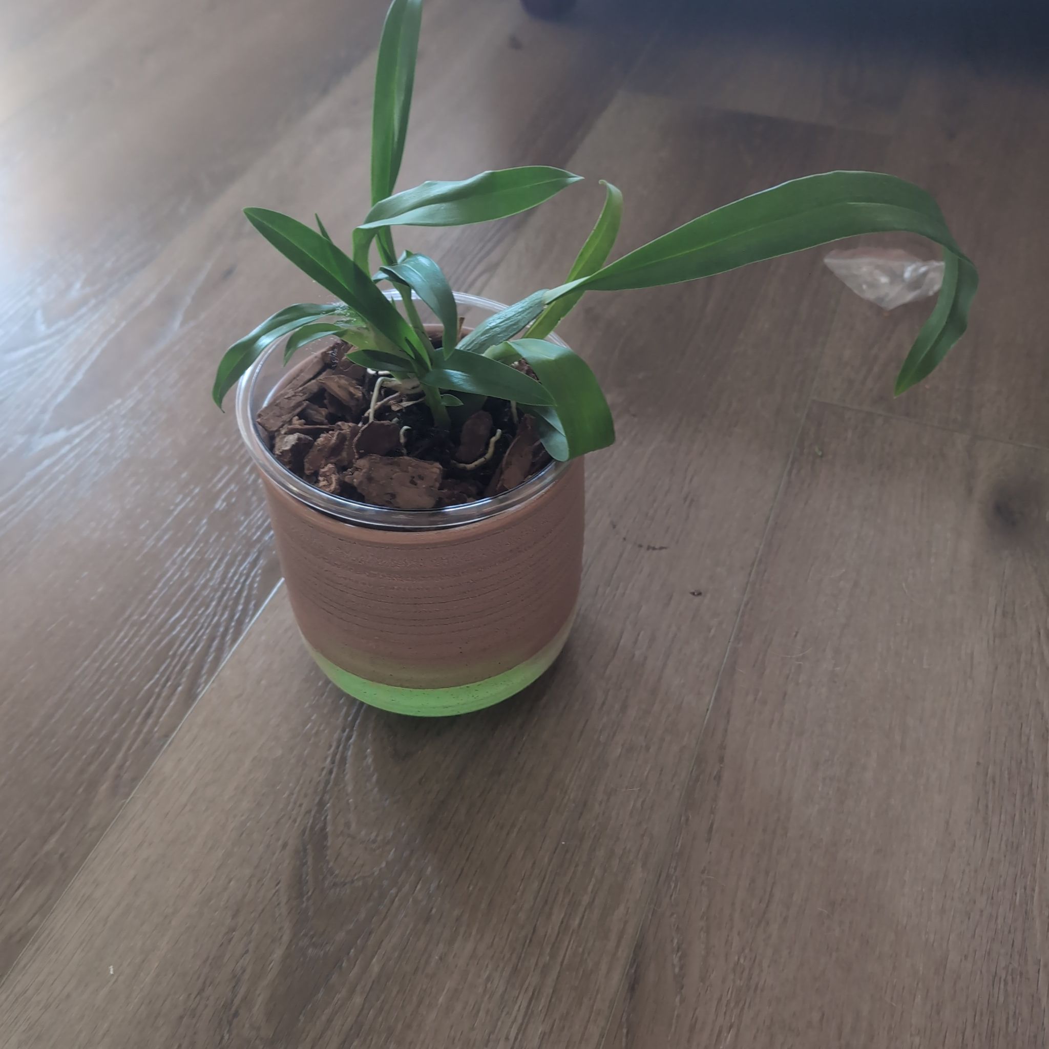 Photo of the plant species Brassidium Orchid by @holdingmyhorses named L Orchid Brassidium Gilded Urchin Ontario on Greg, the plant care app