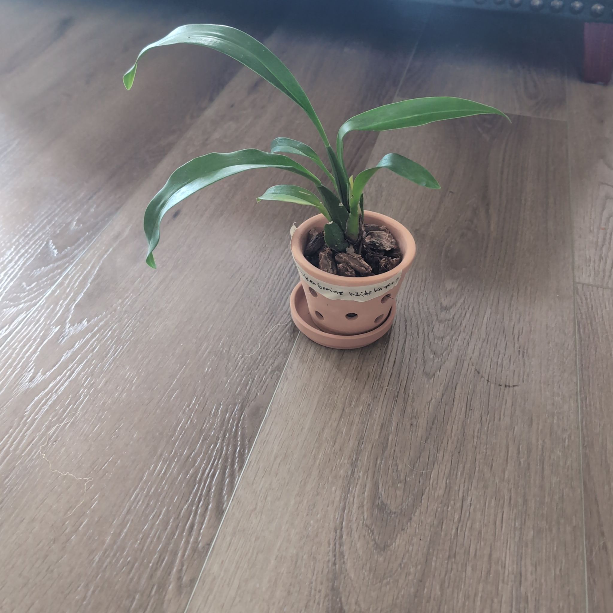 Photo of the plant species Brassidium Orchid by @holdingmyhorses named H Orchid Brassidium Golden Gamine White Knight on Greg, the plant care app