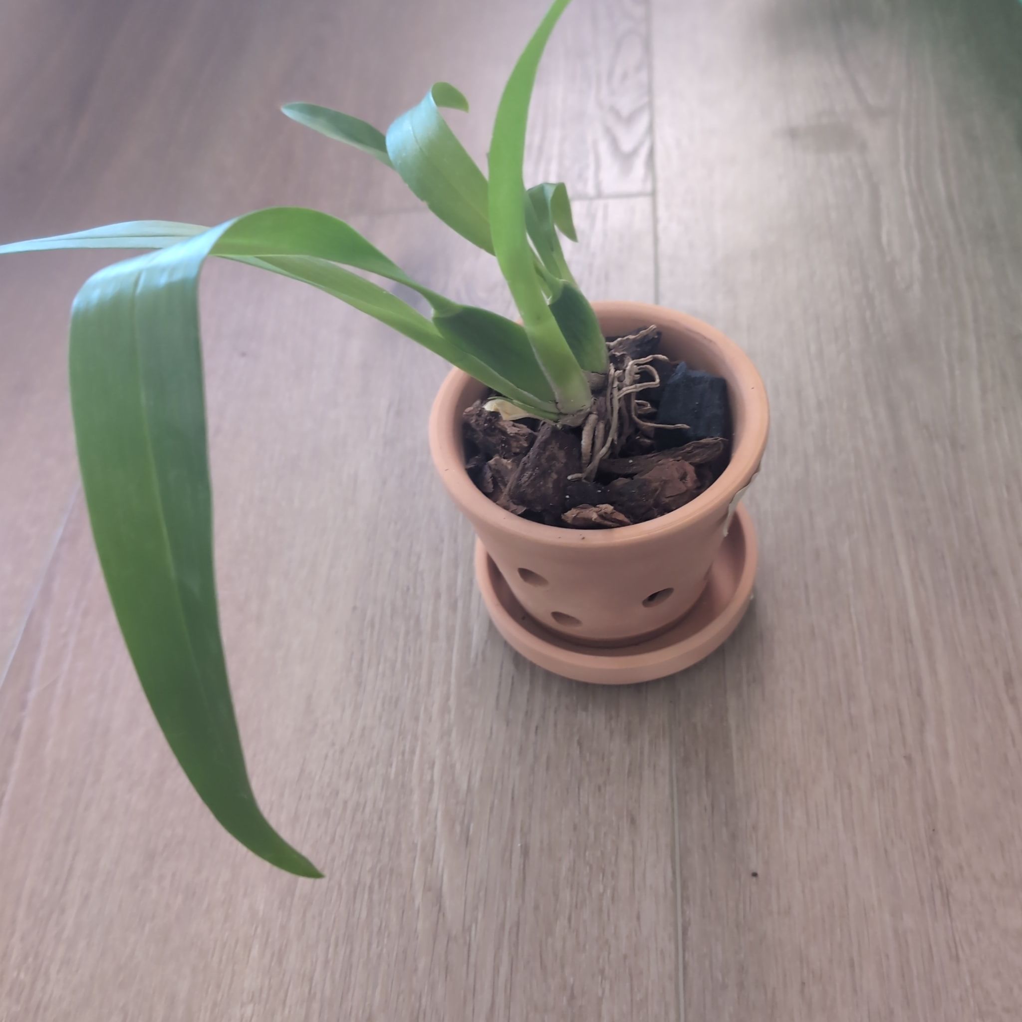 Photo of the plant species Sharry Baby Red by @holdingmyhorses named C Orchid Oncidium Sharry Baby Red Fantasy on Greg, the plant care app