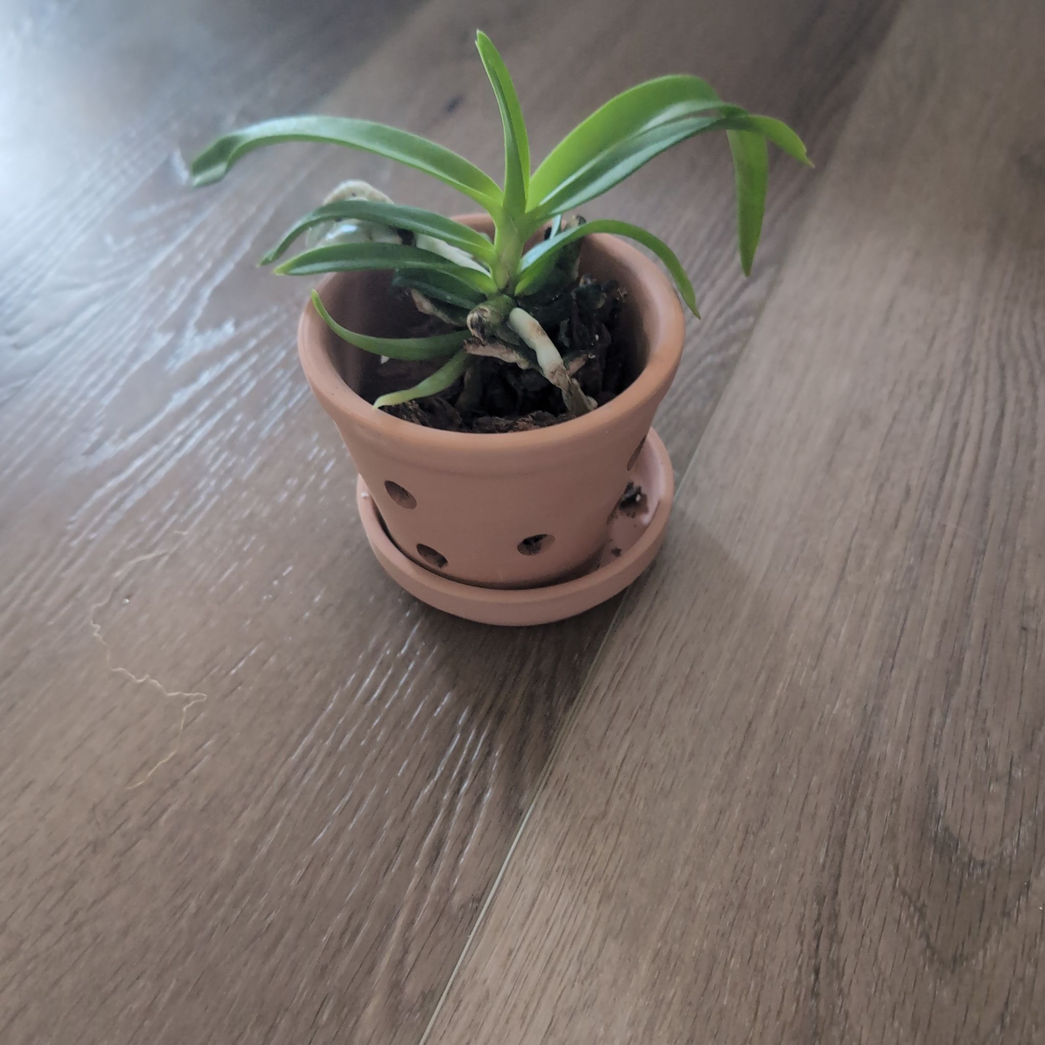Photo of the plant species Vanda denisoniana by @holdingmyhorses named H Orchid Vanda Denisioniana on Greg, the plant care app