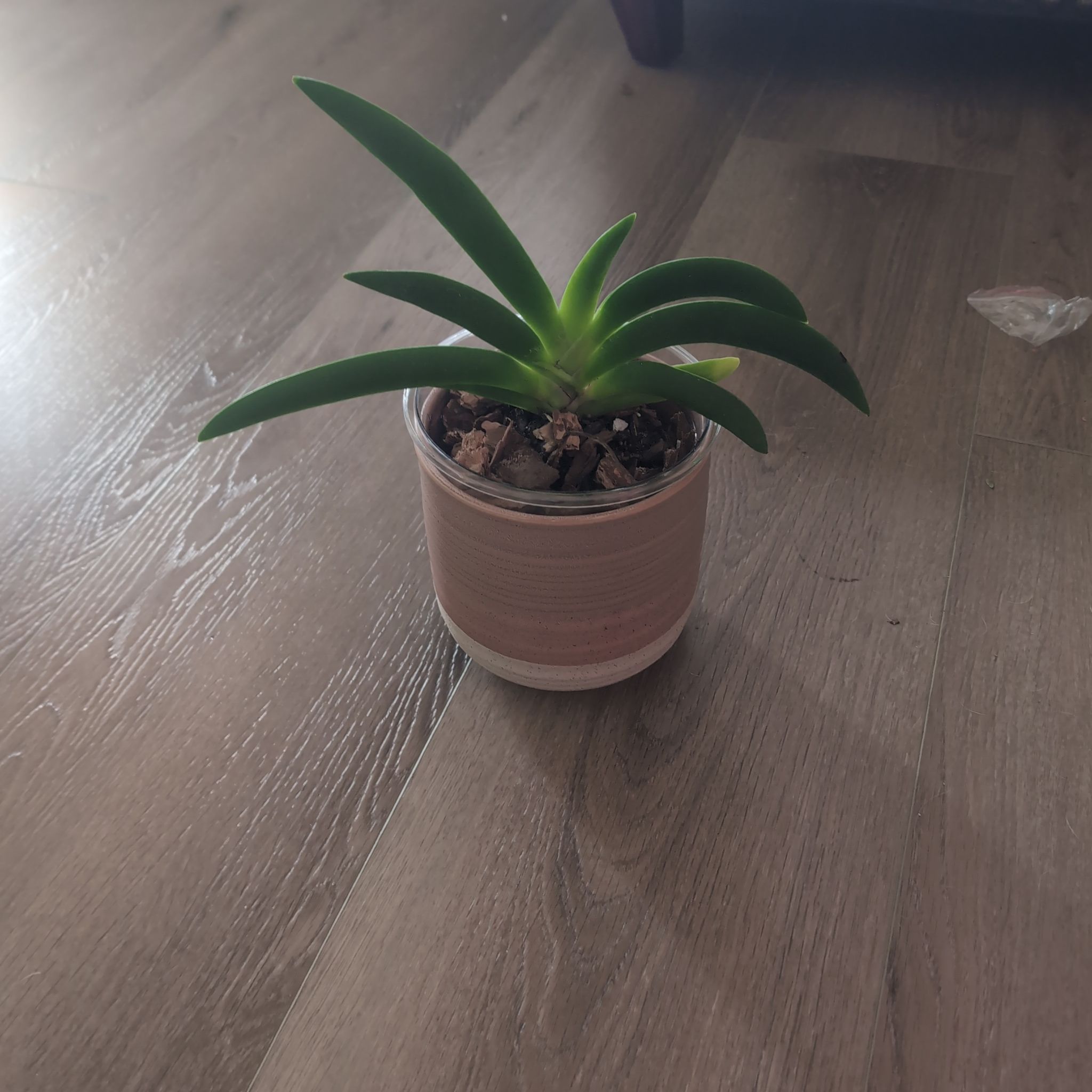 Photo of the plant species Angraecum leonii by @holdingmyhorses named L Orchid angraecum Leonis white on Greg, the plant care app