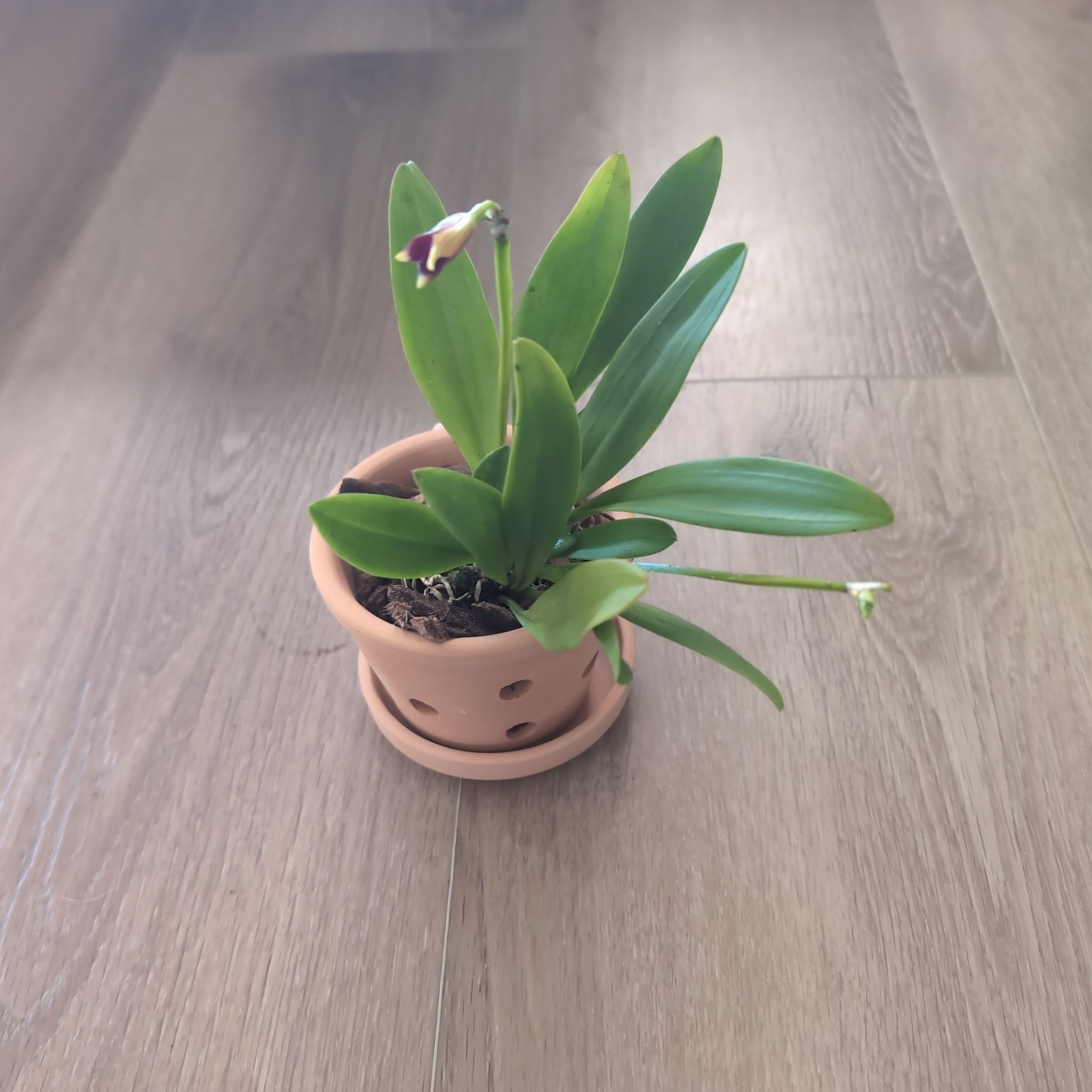 Photo of the plant species Masdevallia by @holdingmyhorses named E Orchid Masdevallia Weberbaueri on Greg, the plant care app