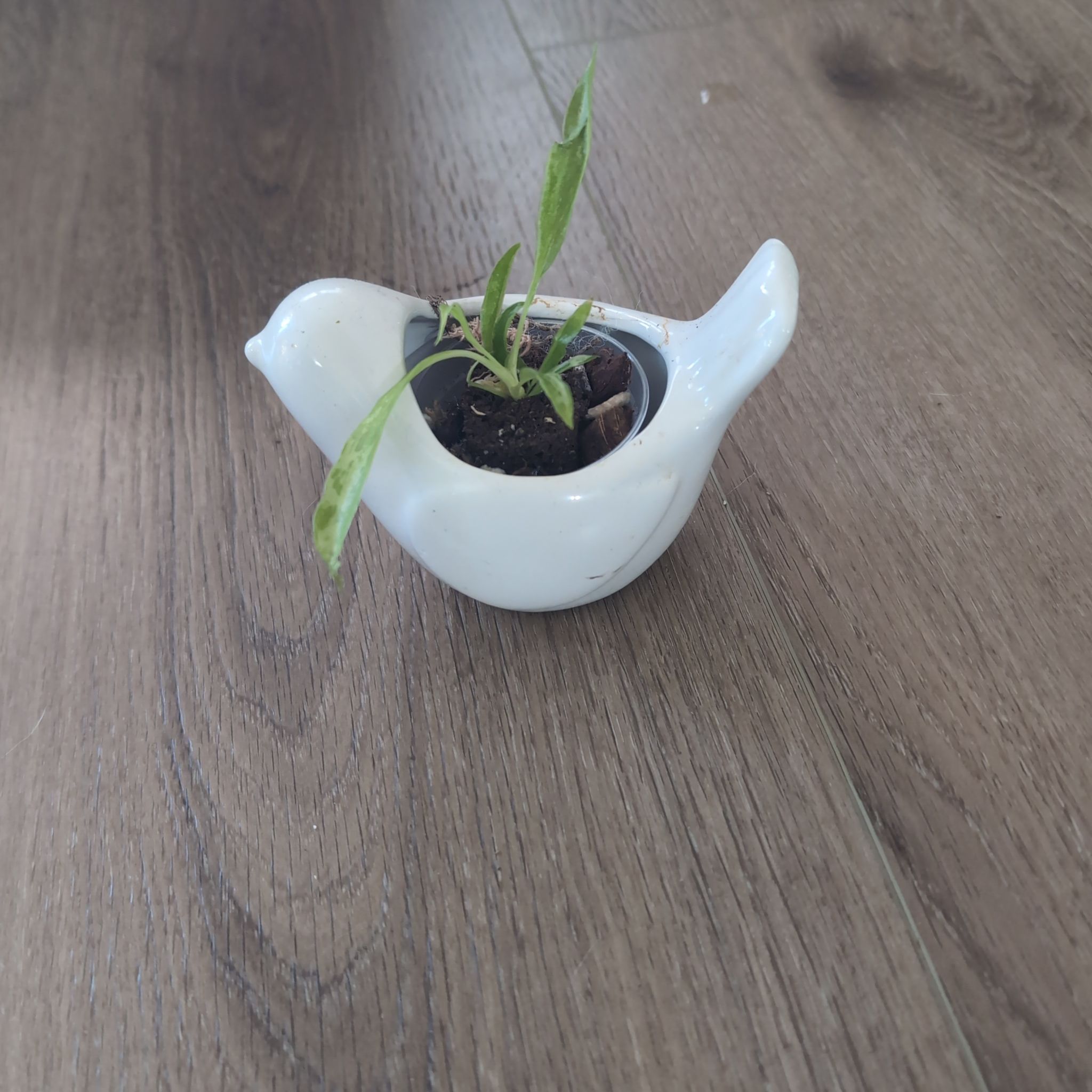 Photo of the plant species Philodendron 'Lime Fiddle' by @holdingmyhorses named K Philo Lime Fiddle 923 on Greg, the plant care app