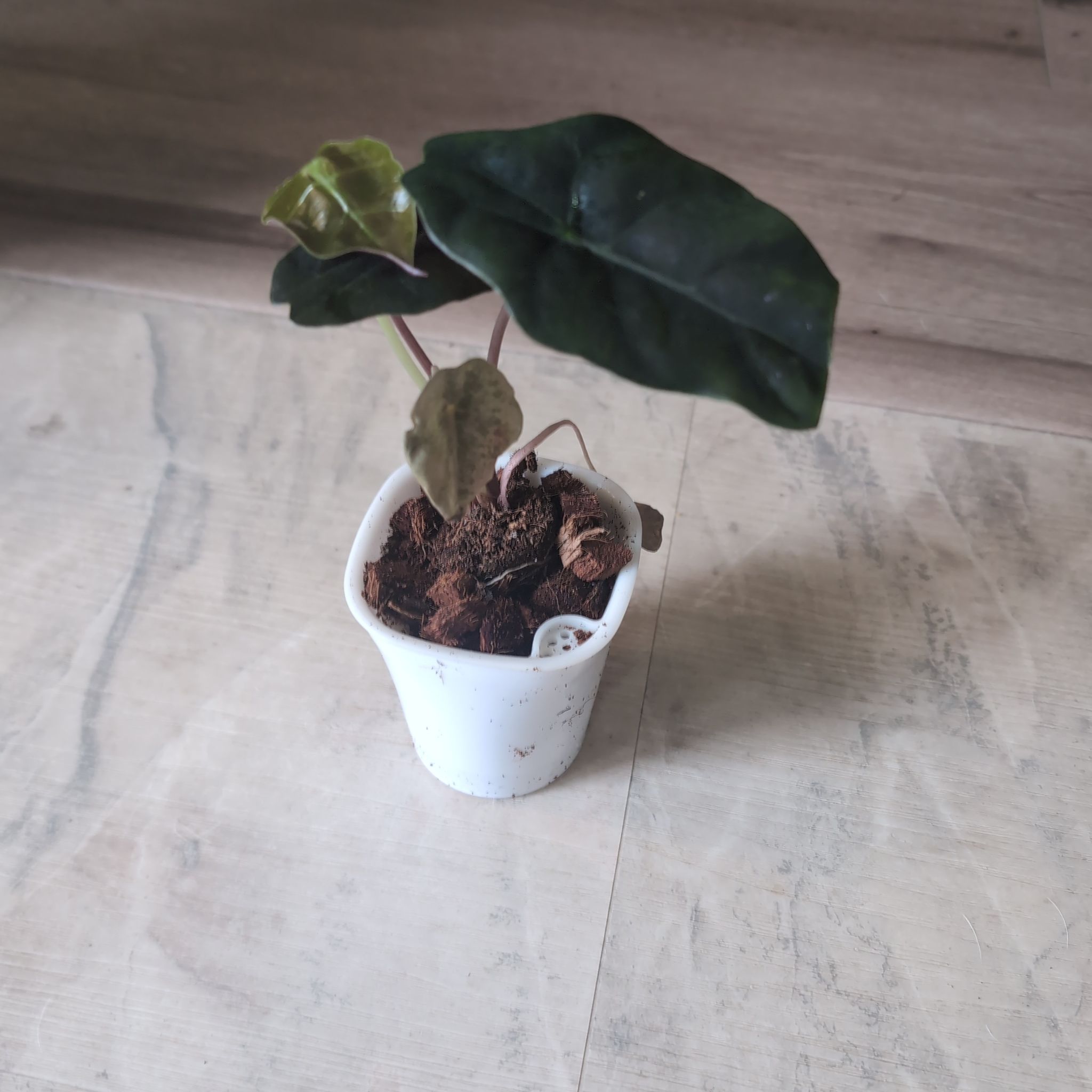 Photo of the plant species Alocasia by @holdingmyhorses named G Alocasia Chantrieri on Greg, the plant care app