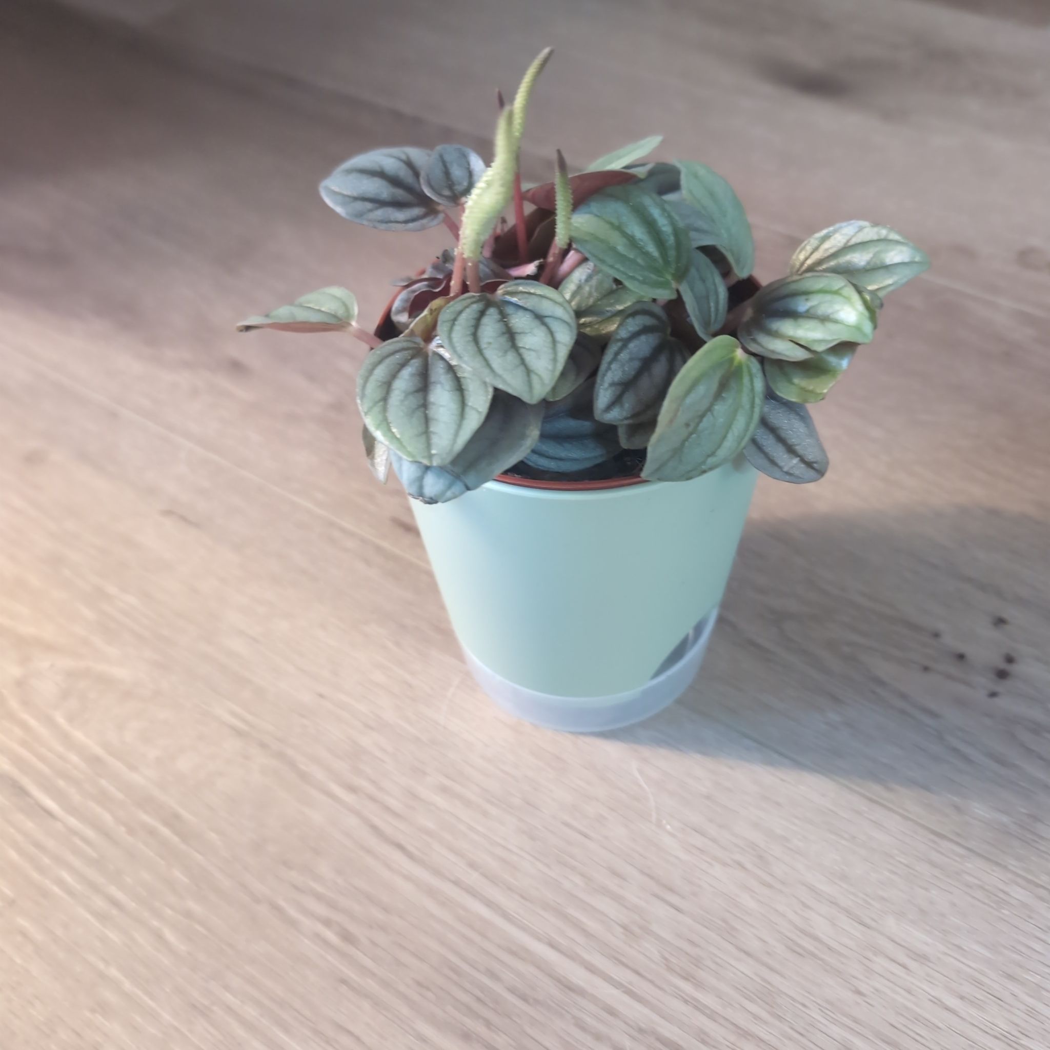 Photo of the plant species Peperomia 'Red Watermelon' by @holdingmyhorses named F Pepperomia Turboensis? on Greg, the plant care app