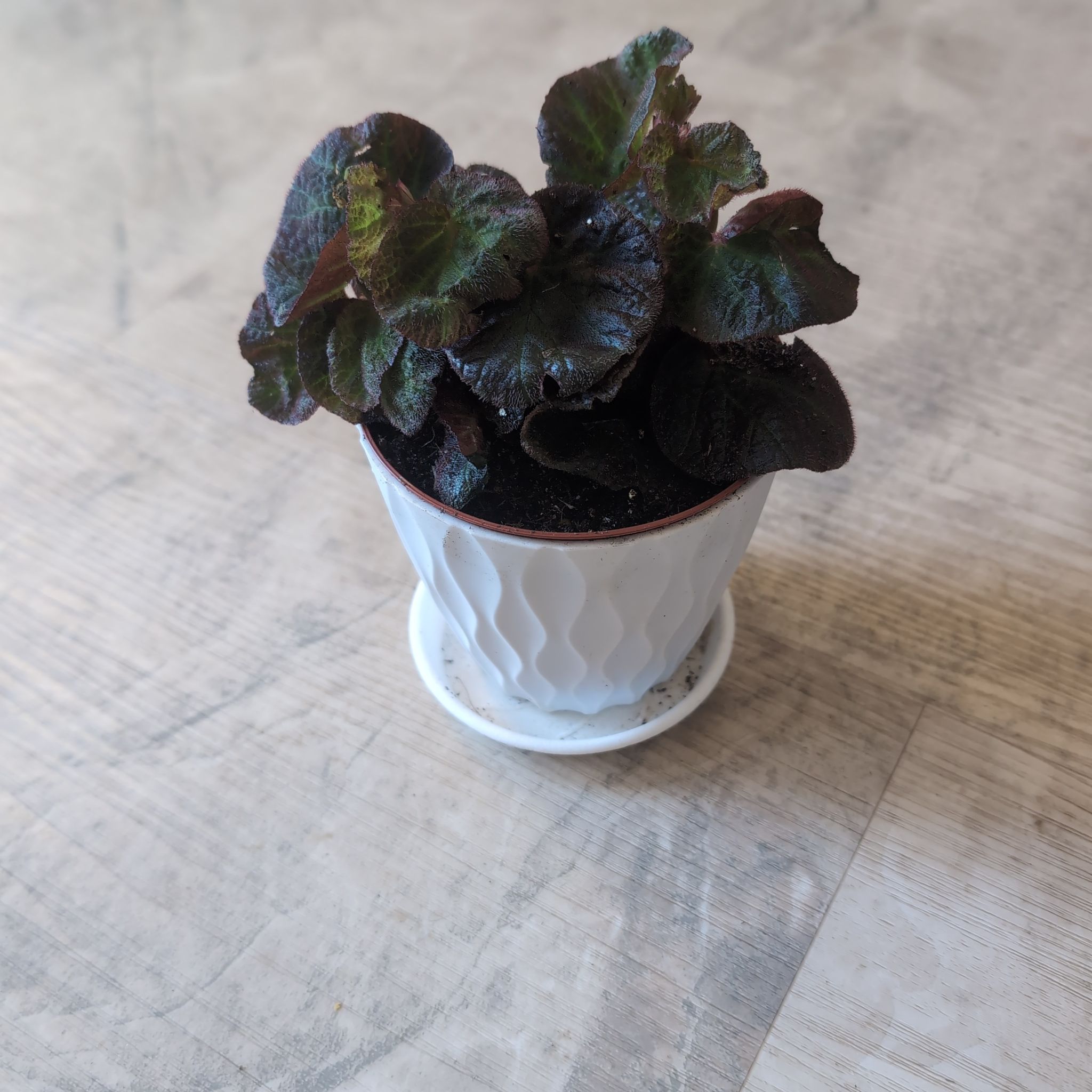 Photo of the plant species Rex Begonia by @holdingmyhorses named F Begonia Rex Manaus #2 on Greg, the plant care app
